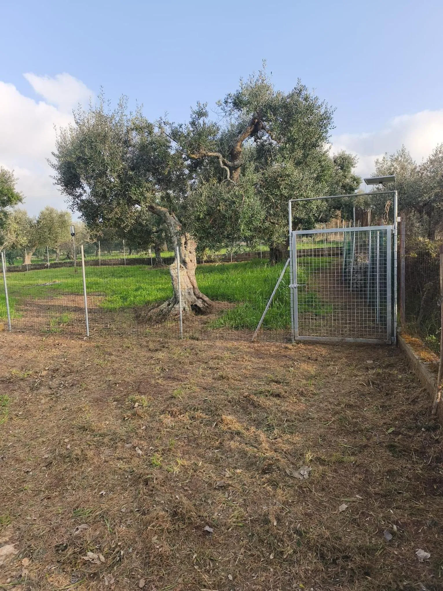 Pets in Raggio Di Sole