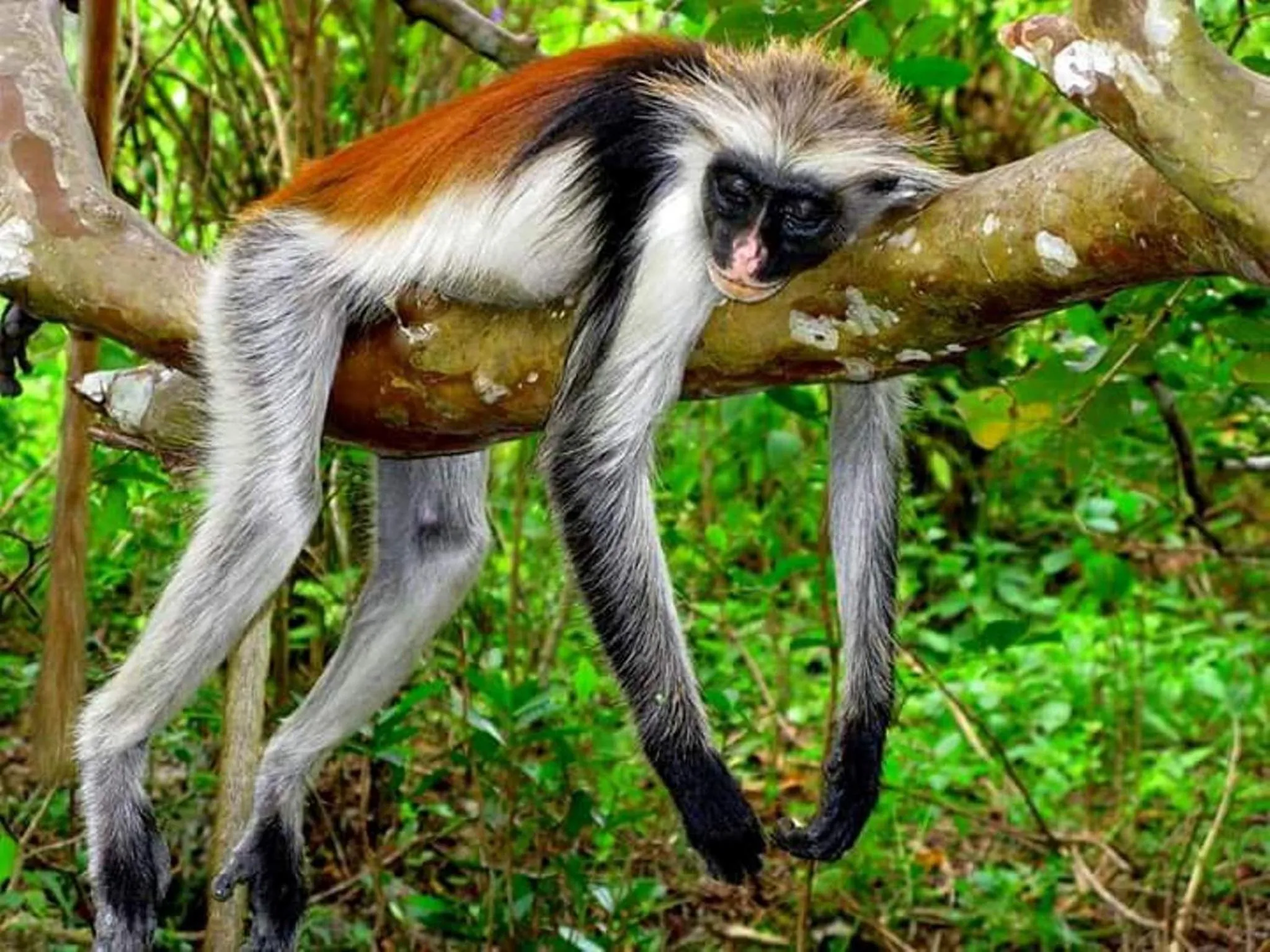 Animals in Samaki Lodge & Spa