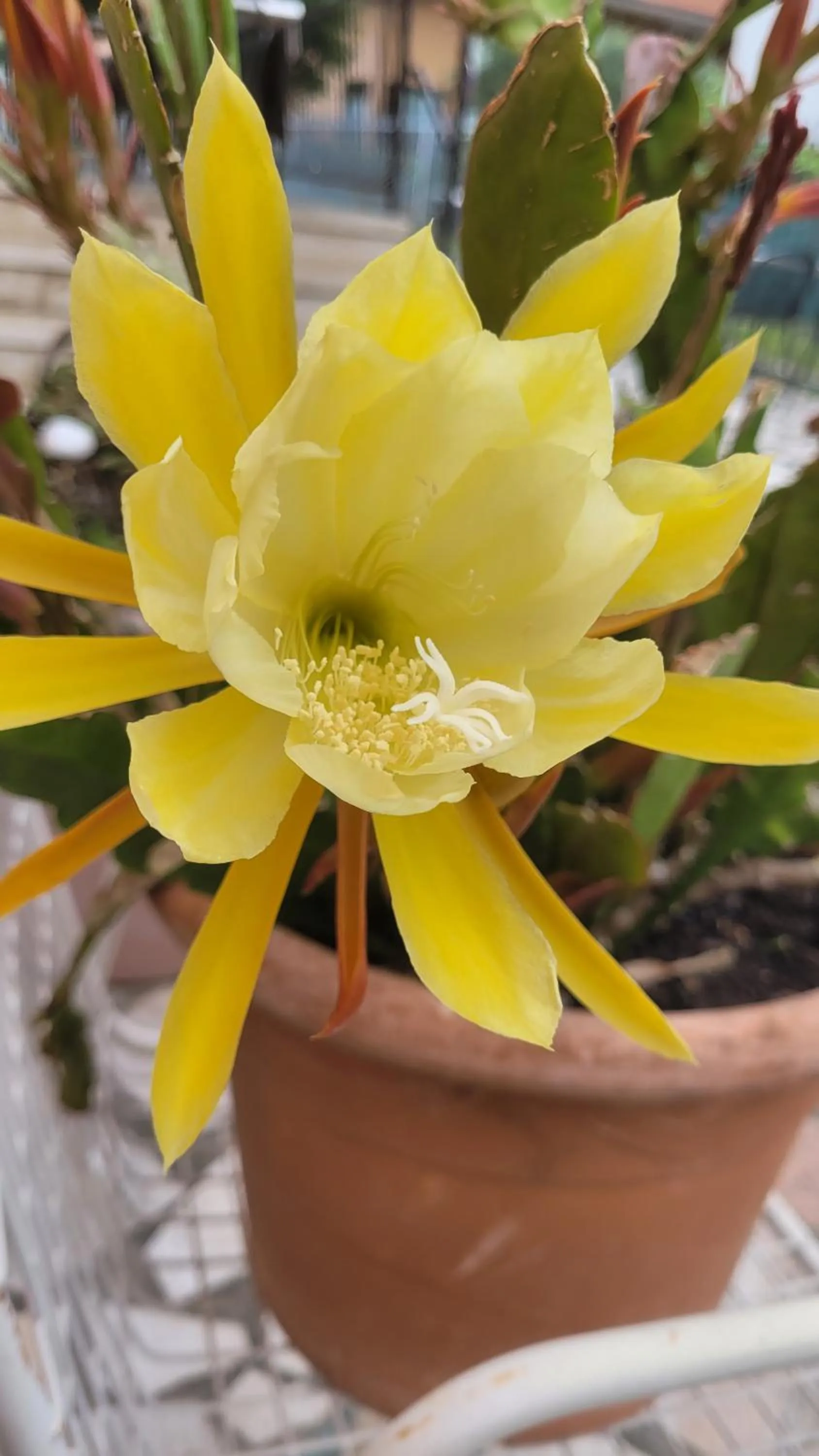 Property building in Albergo Villa Mimosa