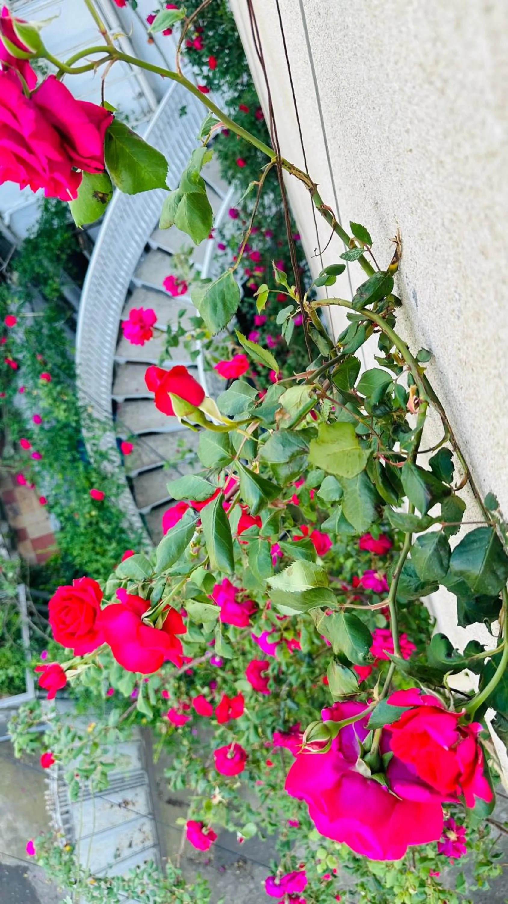 Garden view in Hotel Tamar Mepe