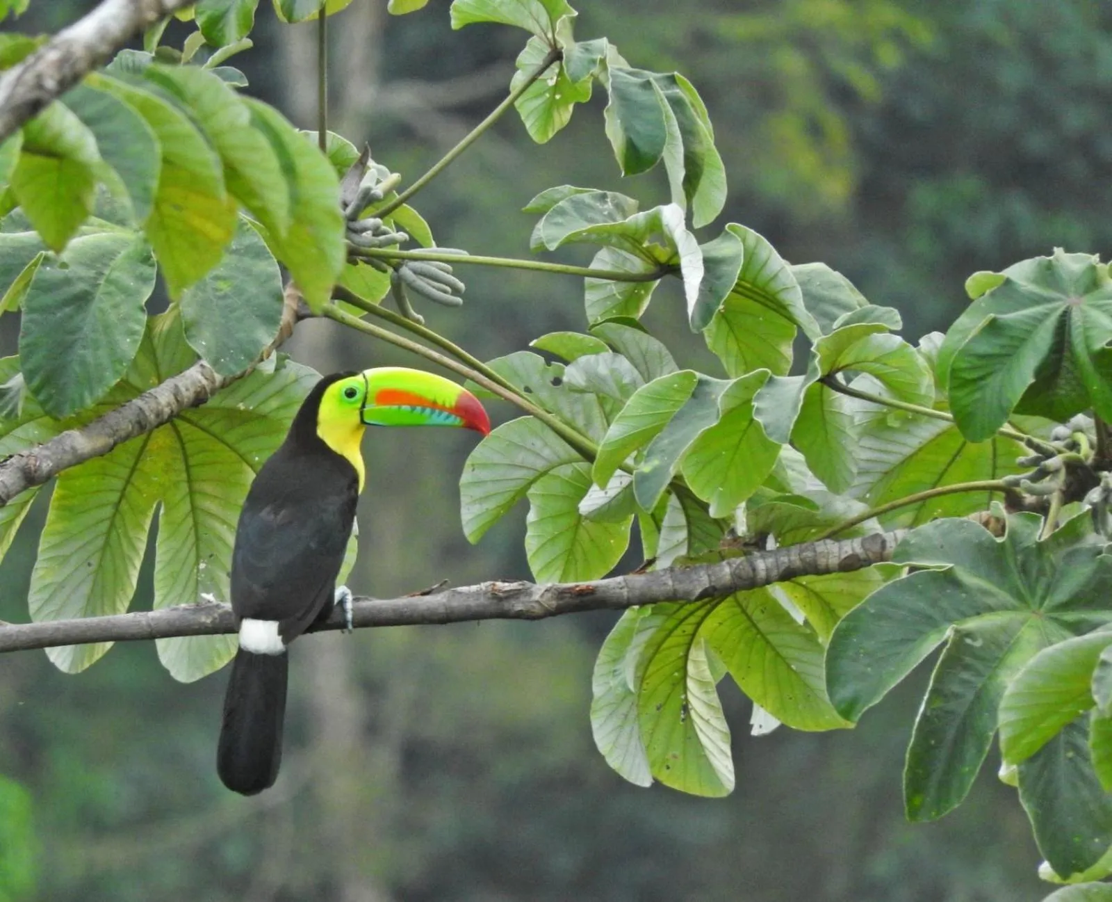 Animals in Trekker Glamping - EcoLodge Boutique