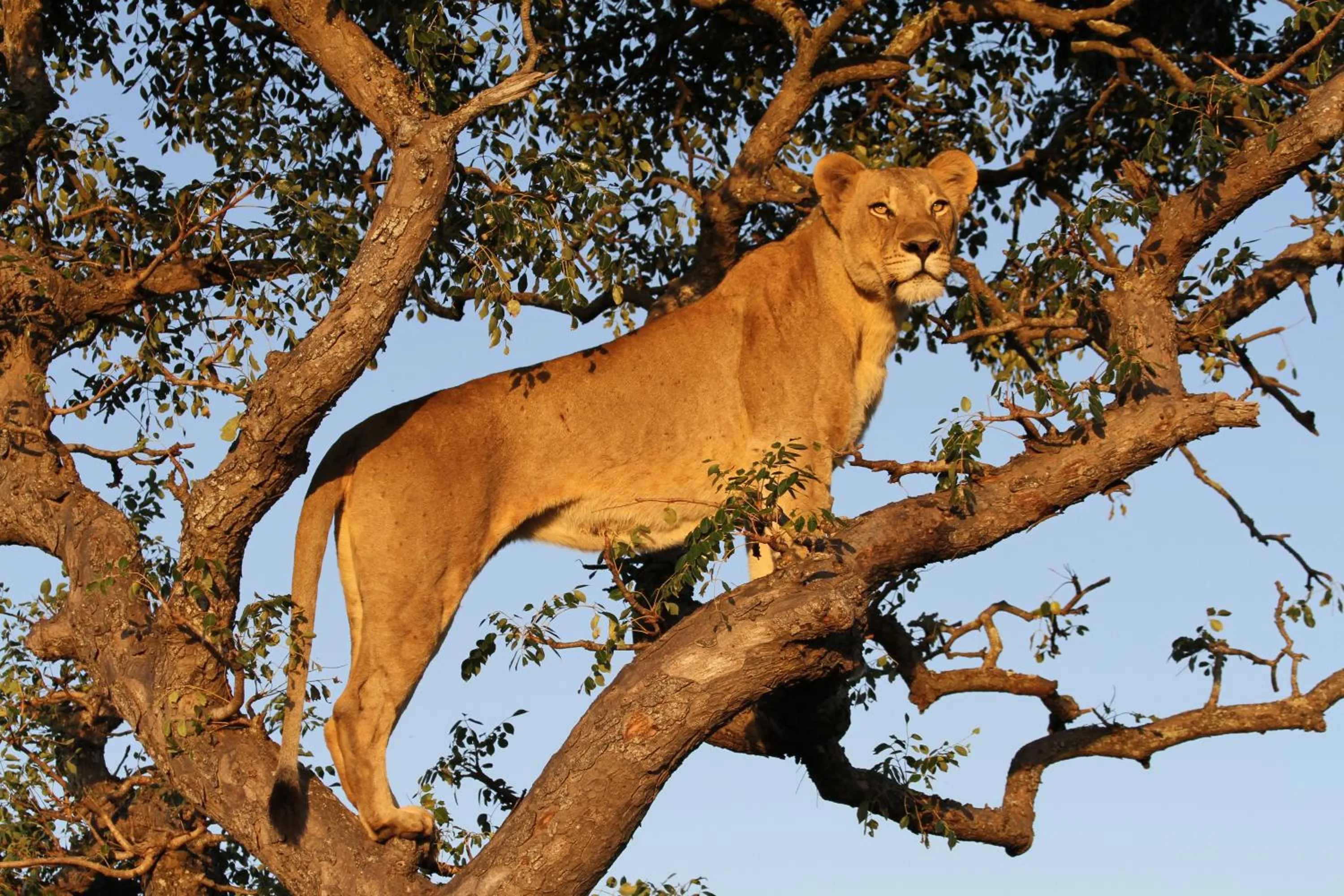 Animals in Sungulwane Private Game Lodge