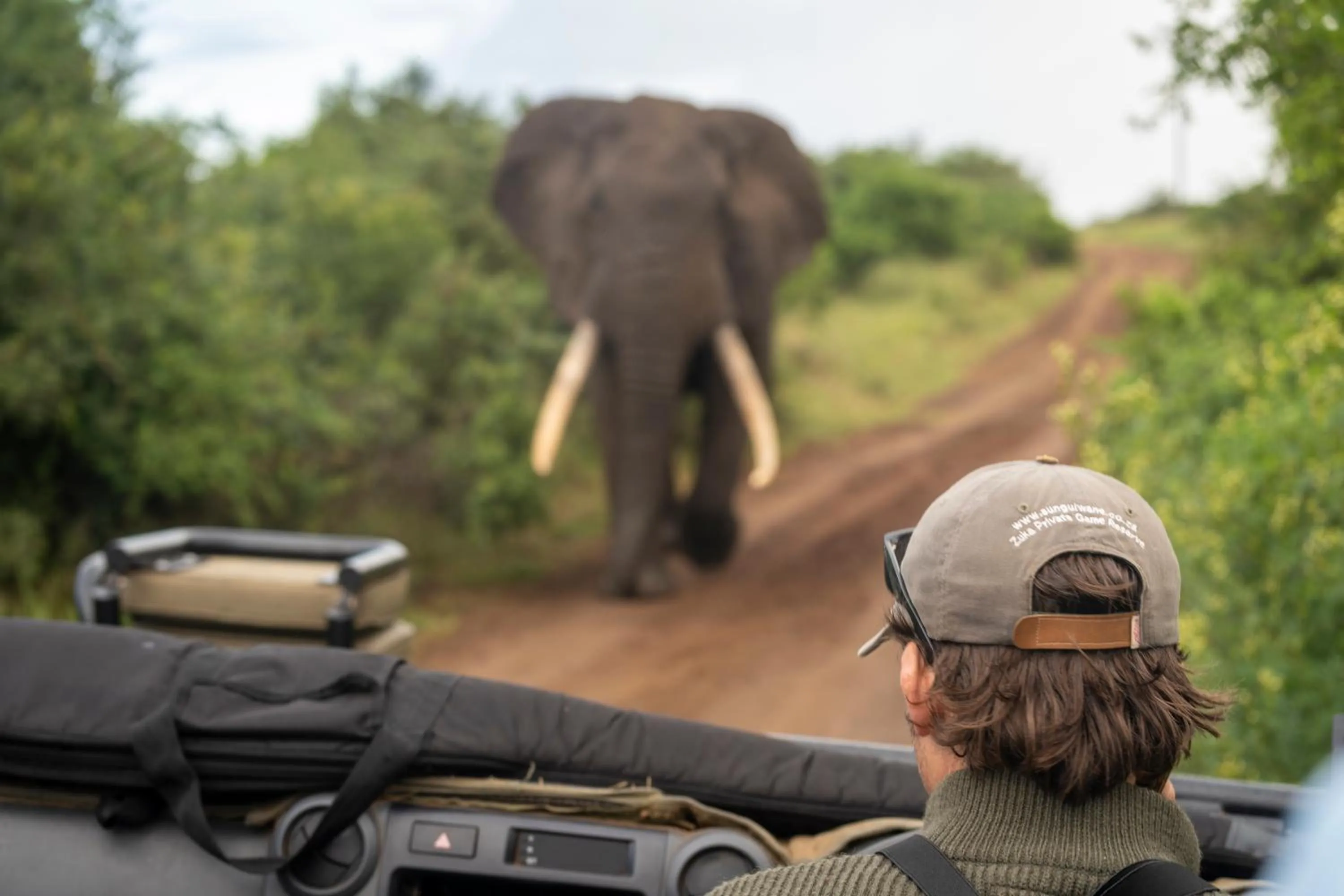Animals in Sungulwane Private Game Lodge