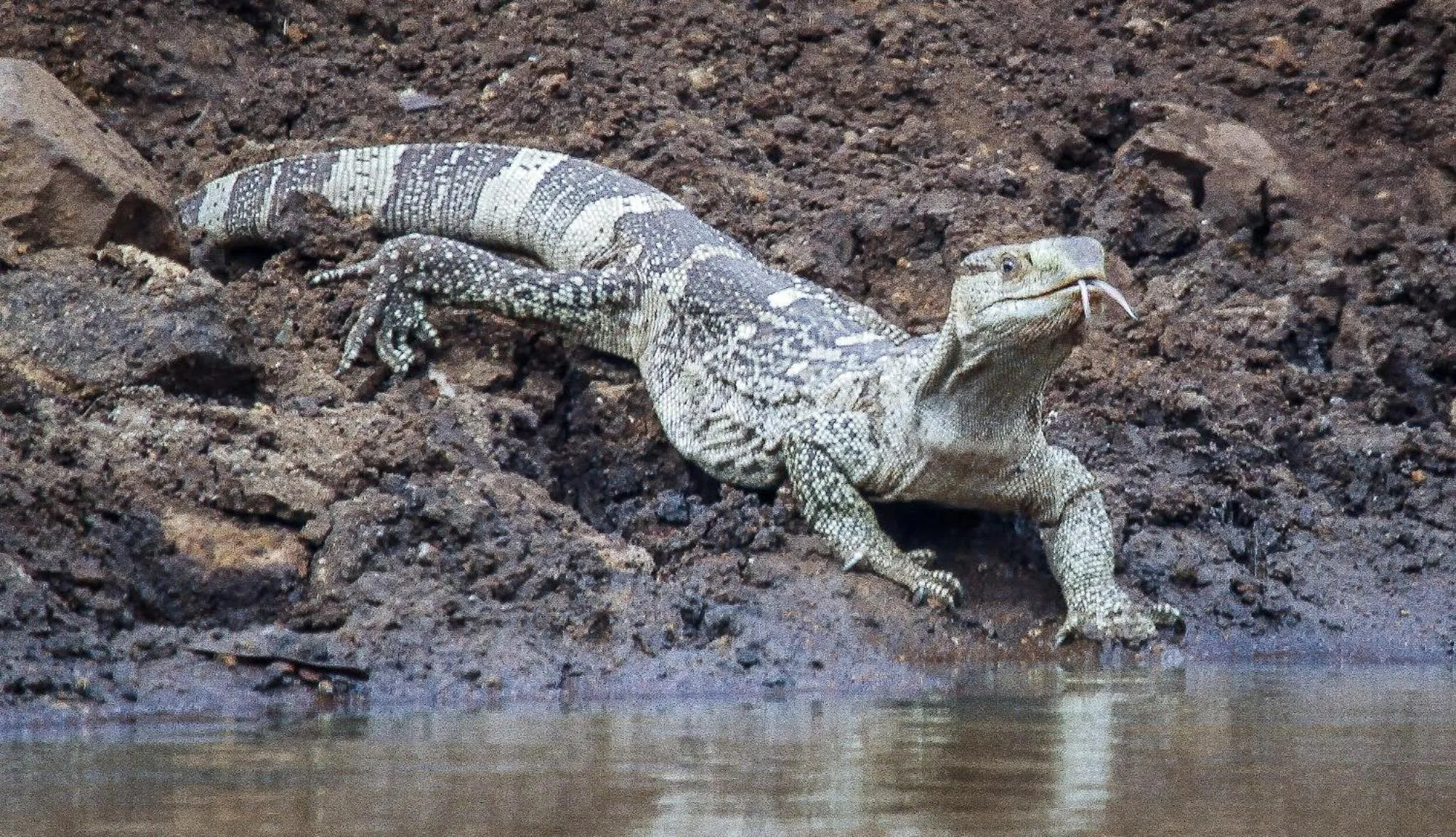 Animals in Sungulwane Private Game Lodge