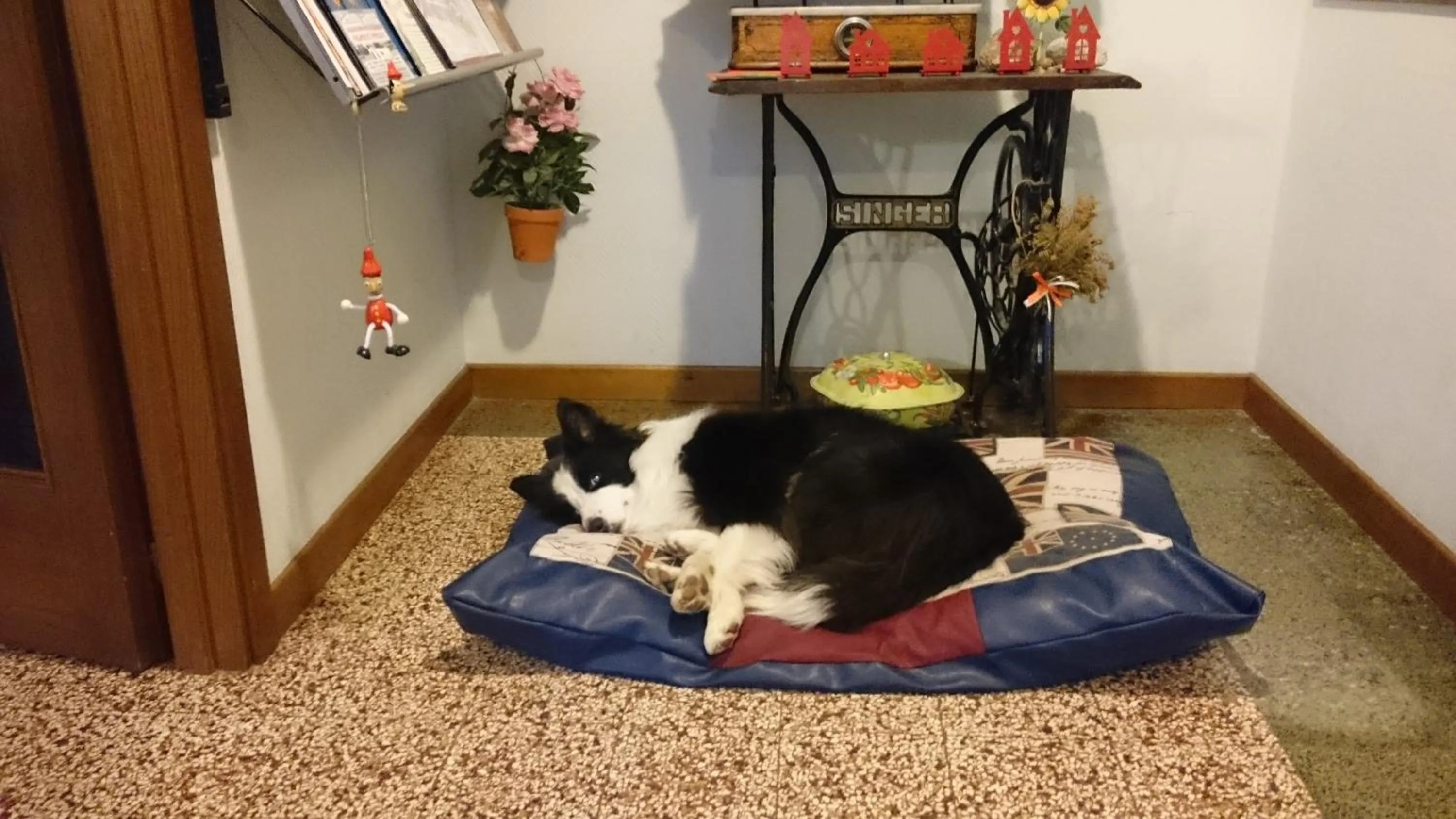 Pets in Albergo Le Rose