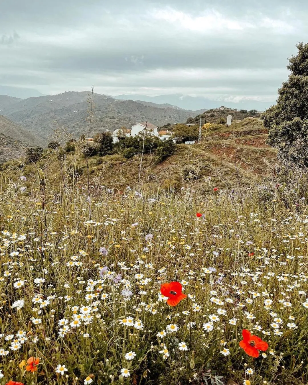 Property building in Finca Serrato