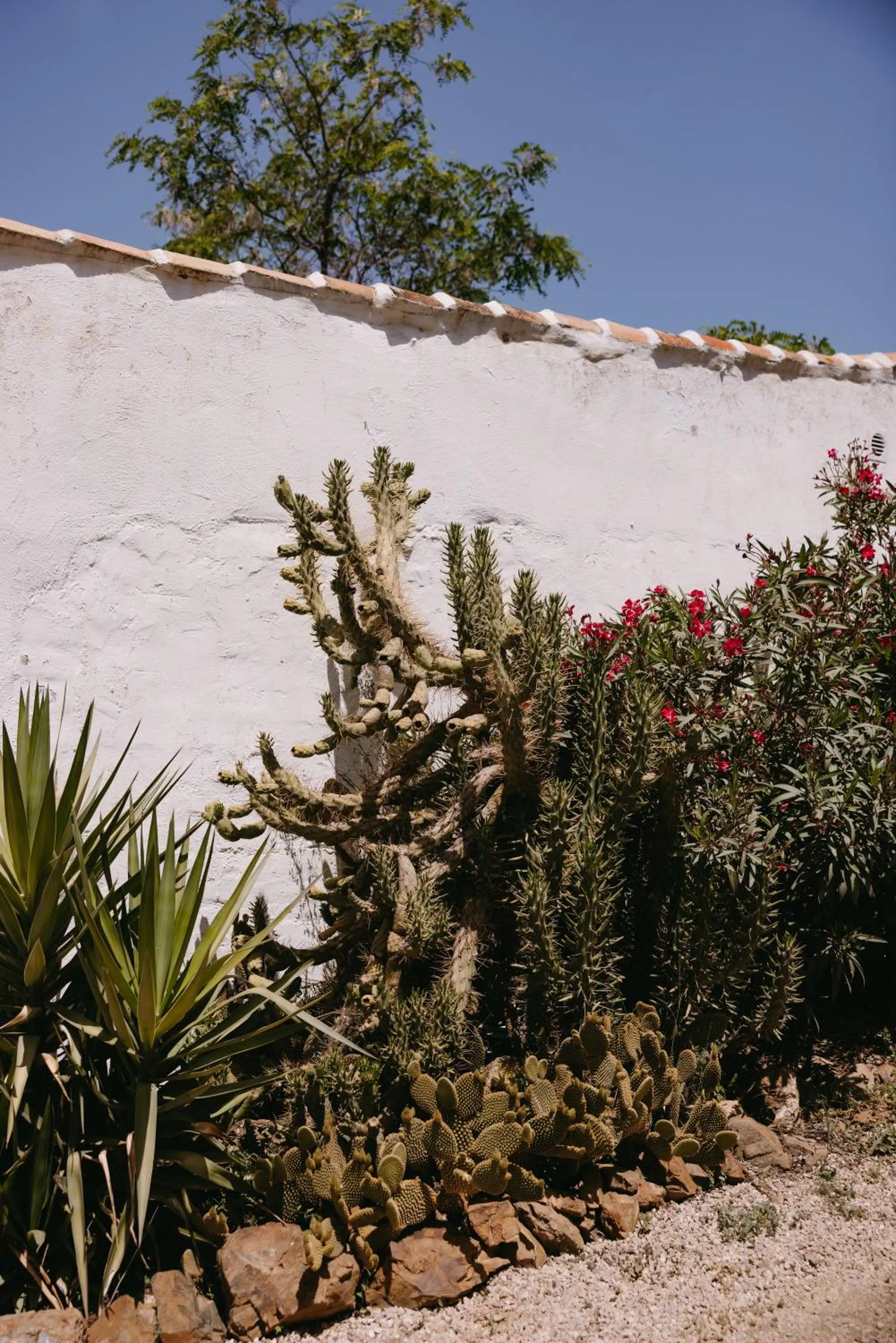 Garden in Finca Serrato