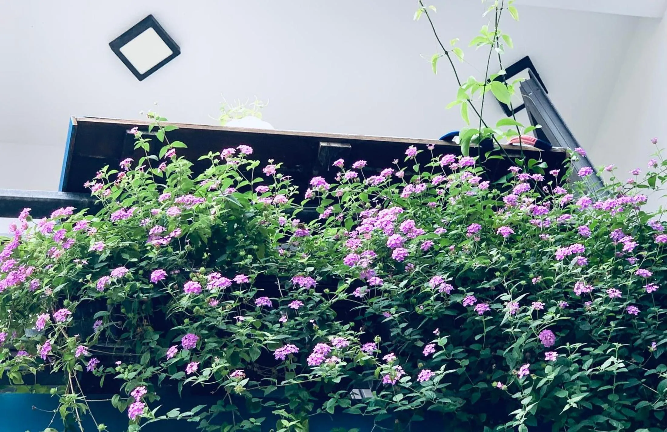 Property building in May's House Hoi An