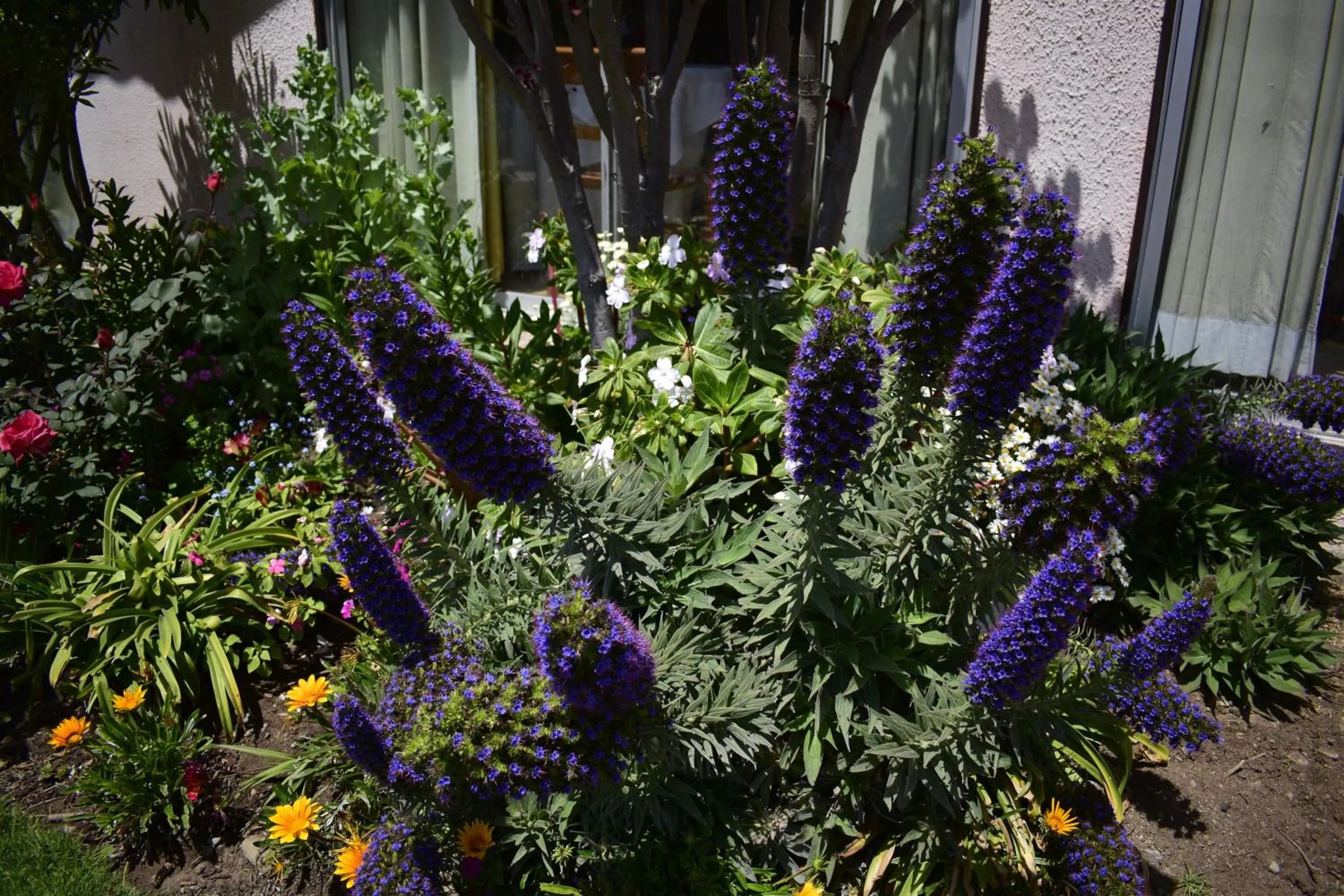 Garden in Apart Hotel Y Cabanas Vegasur