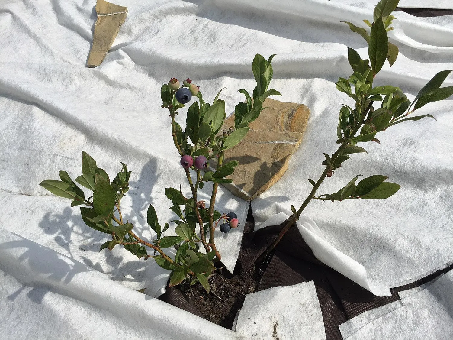 Garden in Lake View Apartments near Golf Resort Kunětická Hora, Dříteč