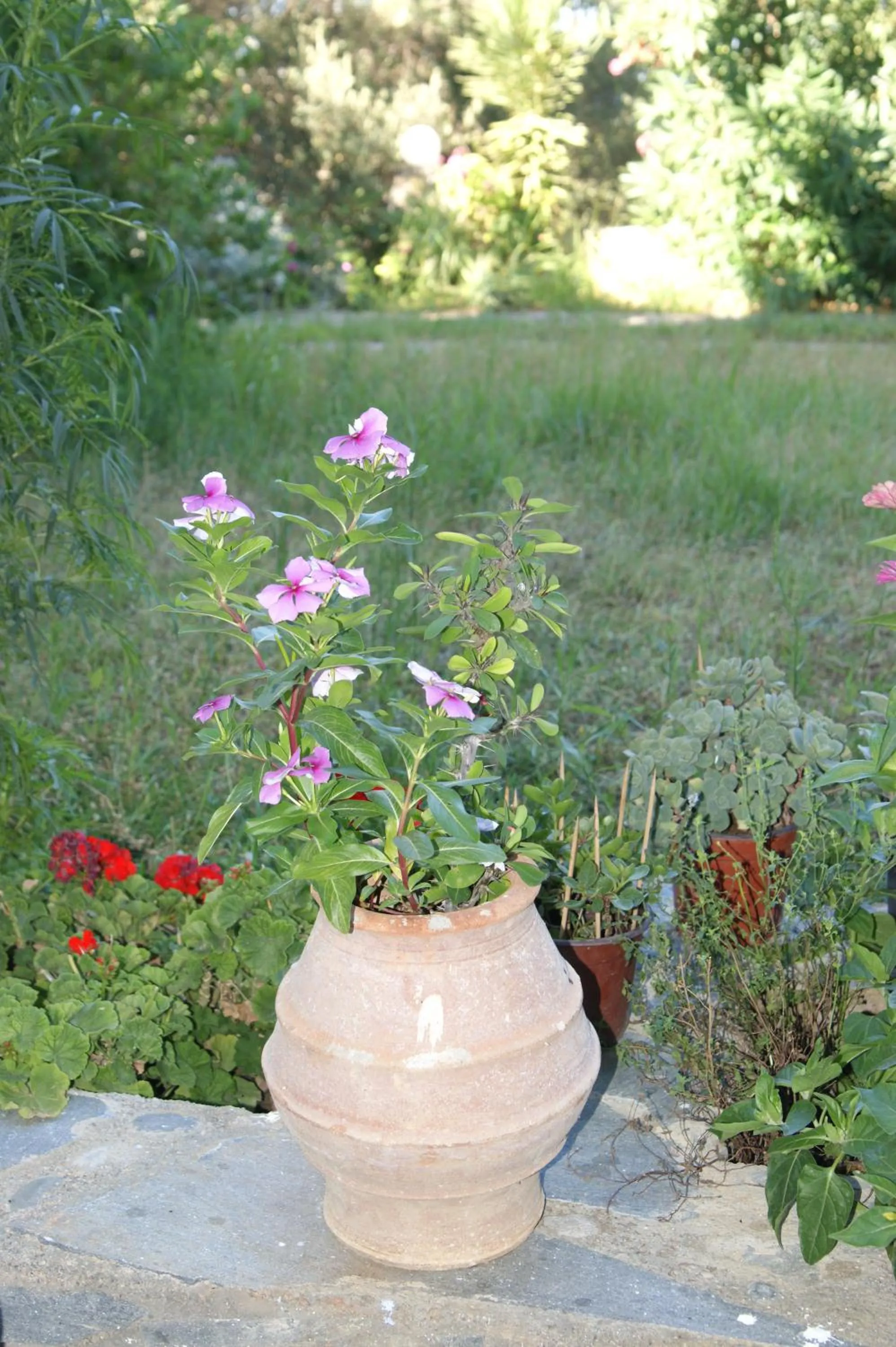 Garden in Lofos Hotel