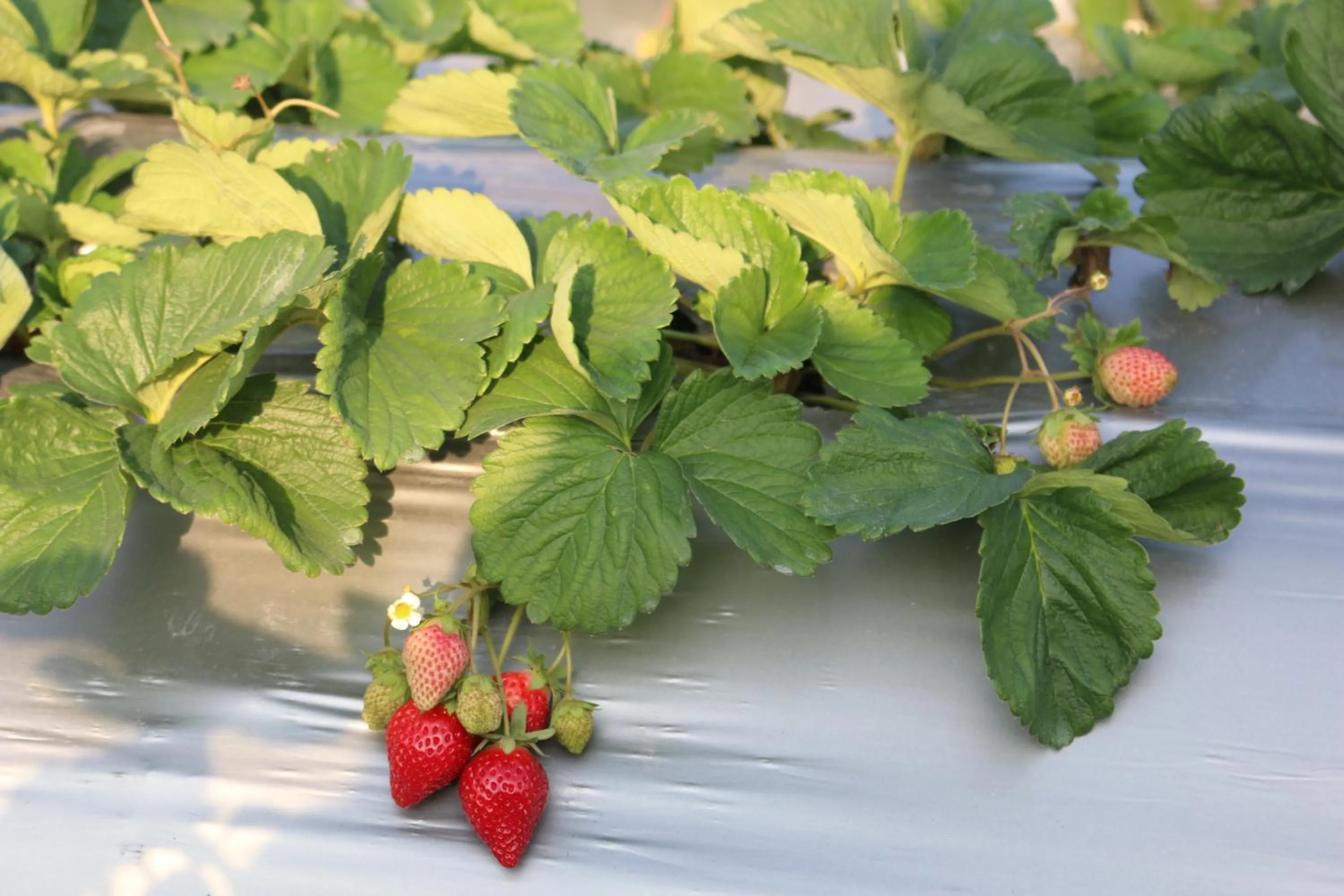 Nearby landmark in Bear Meets Moose Homestay B&B