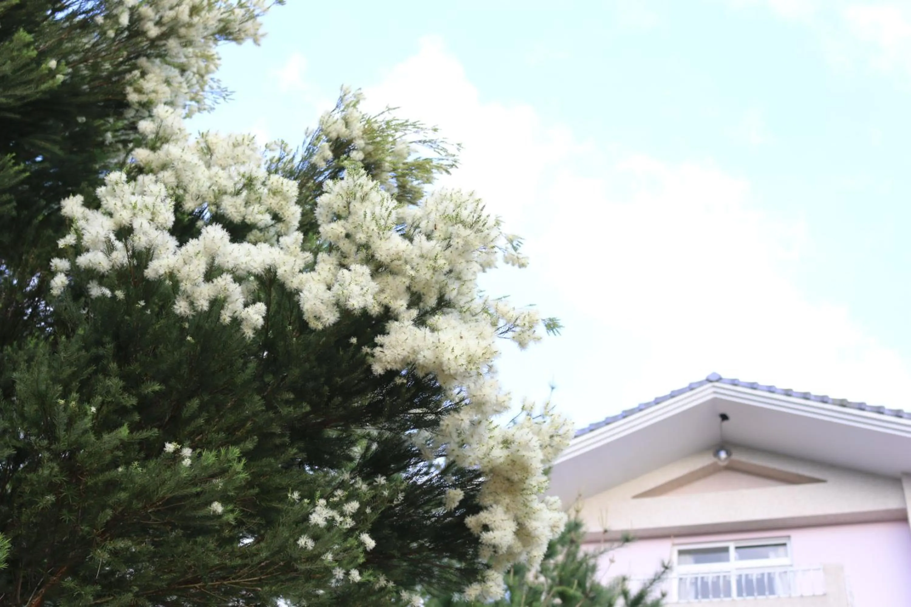 Spring in Bear Meets Moose Homestay B&B