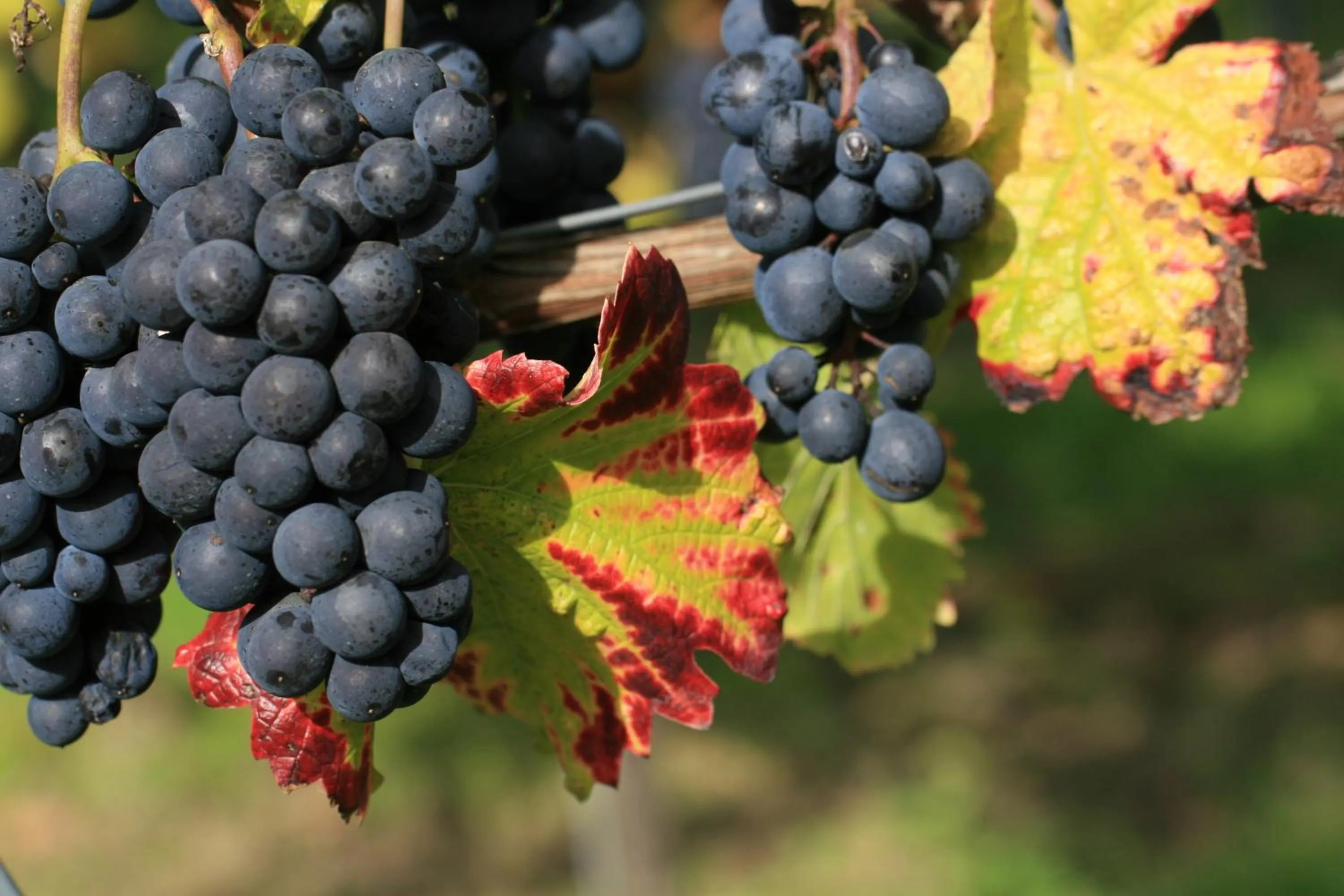 Food in Landgasthof Sonne