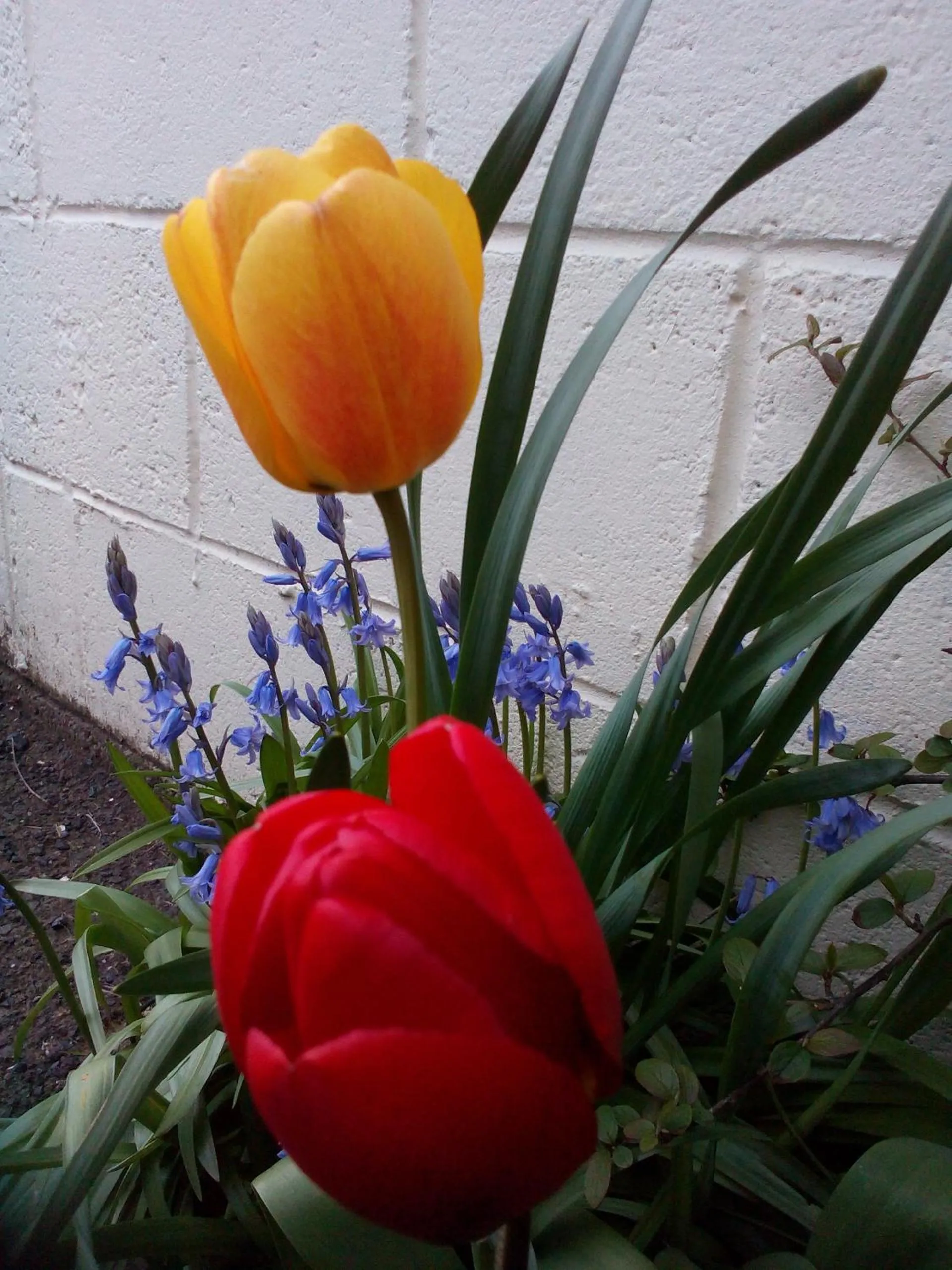 Spring in Broomfield House Bed and Breakfast