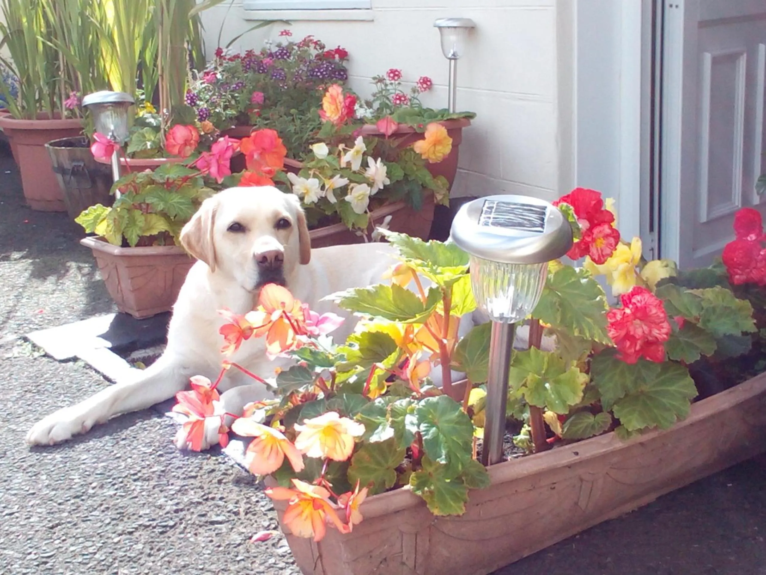 Pets in Broomfield House Bed and Breakfast