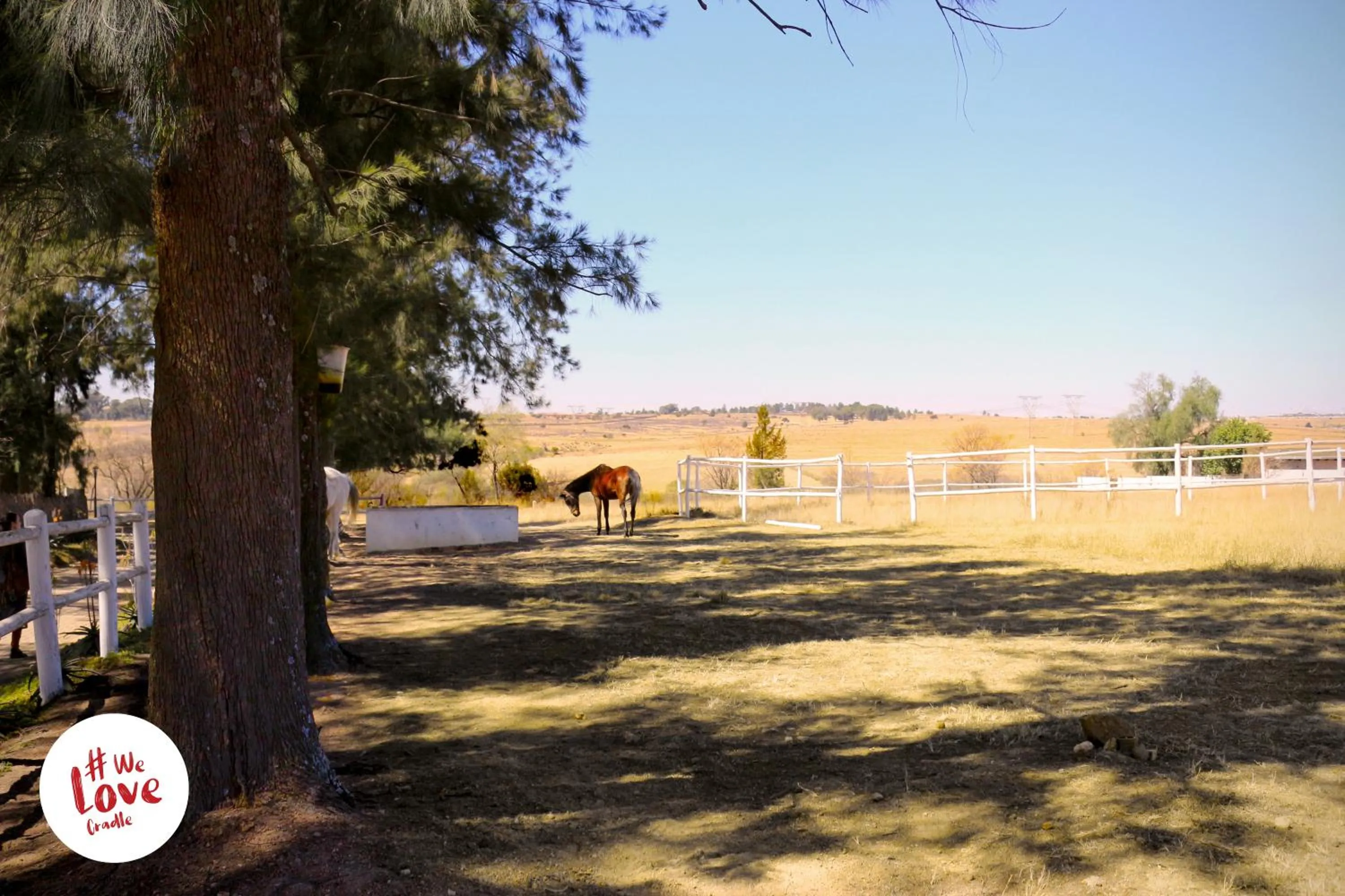 Animals in Lanseria Country Estate
