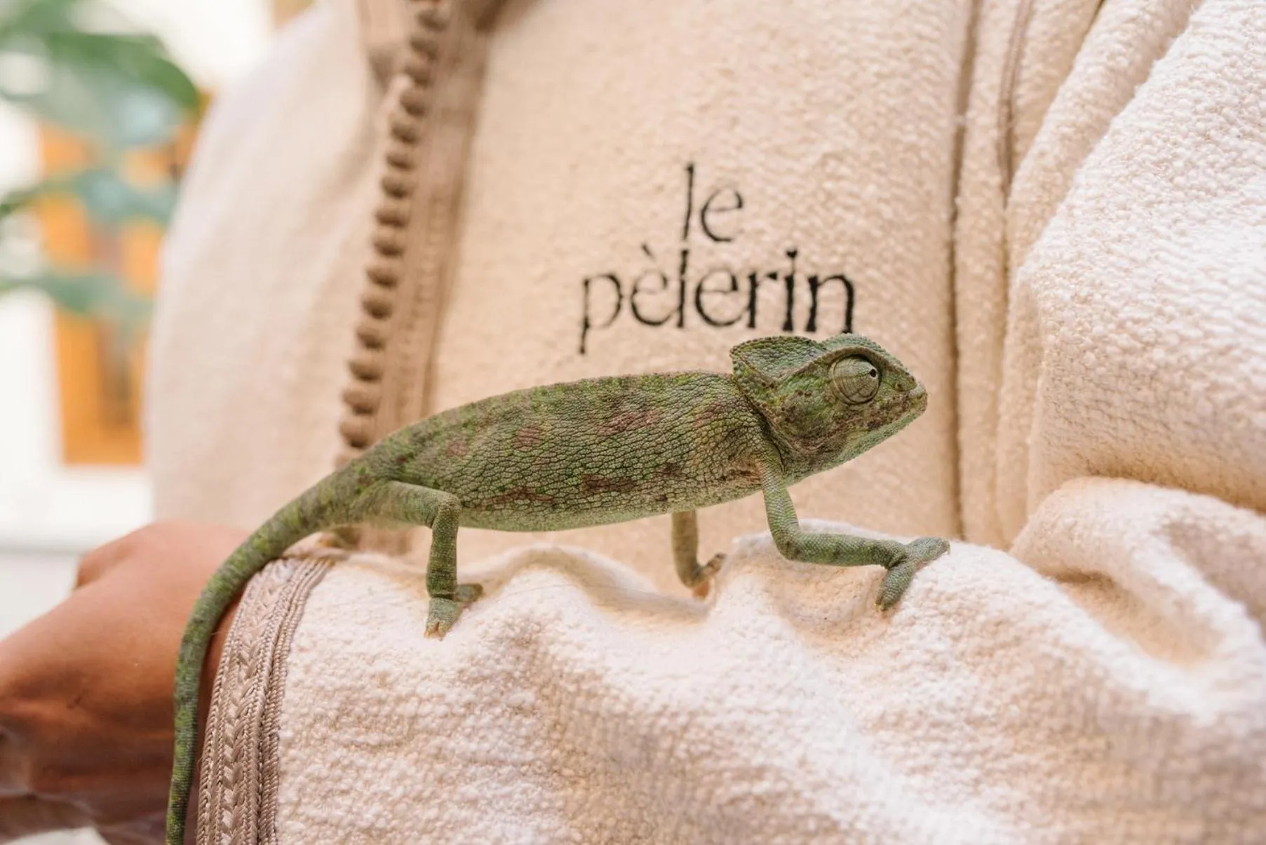 Pets in Riad Le Pèlerin