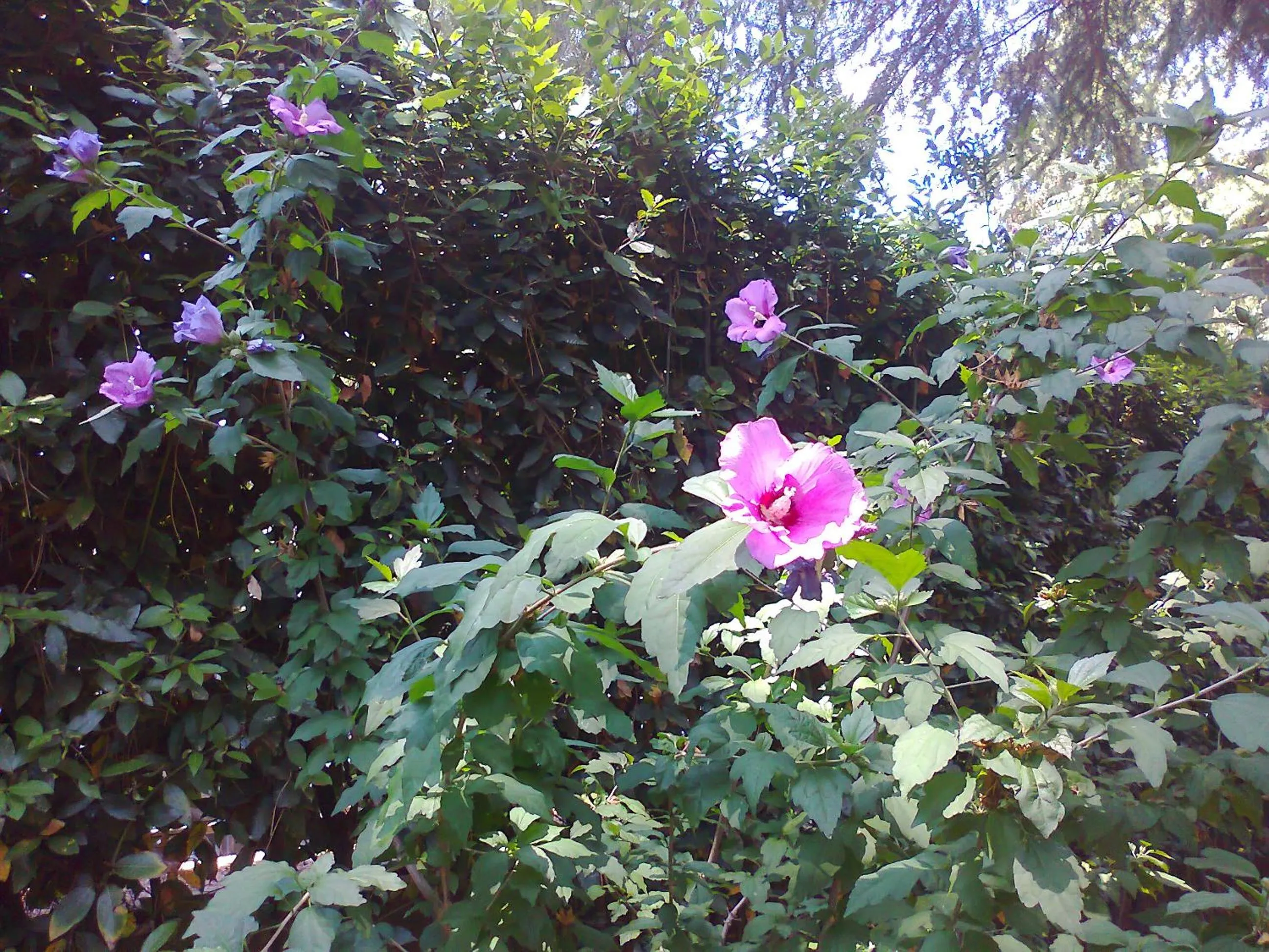 Garden in B&B Appia Felis