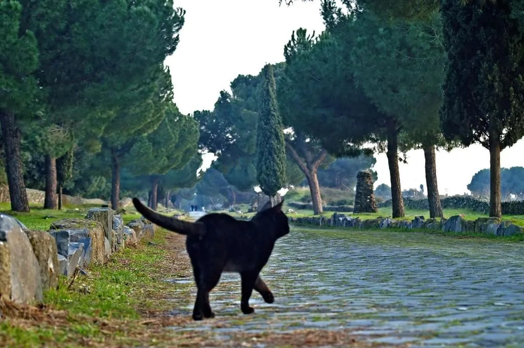 B&B Appia Felis