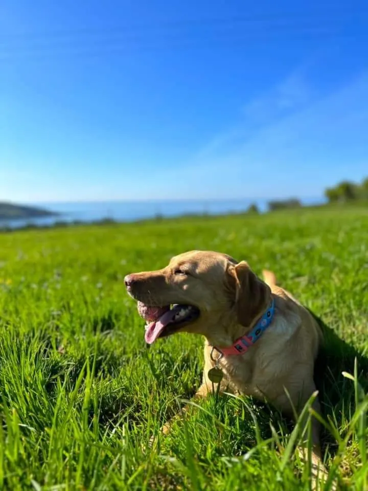 pet friendly in Churchwood Valley