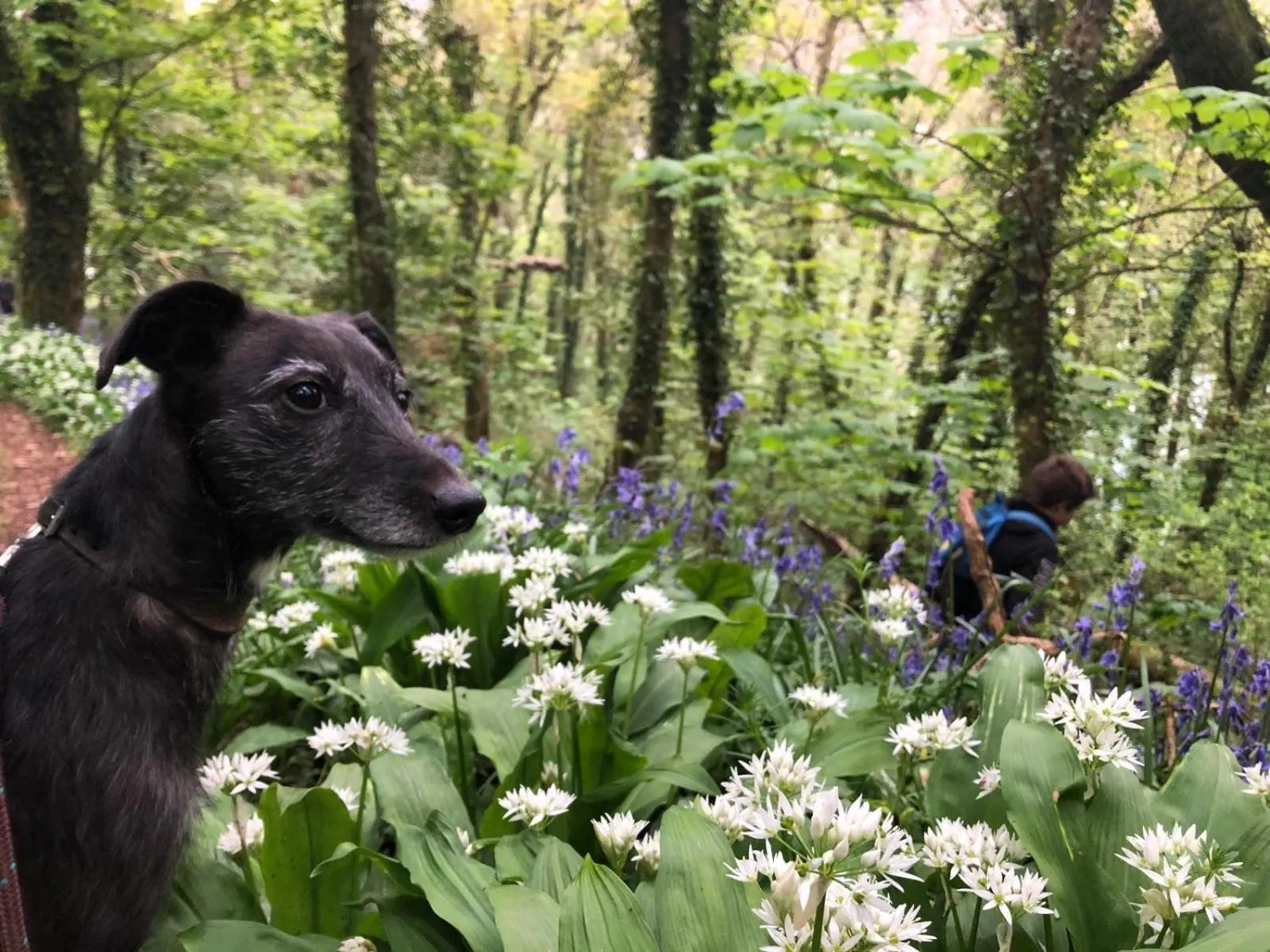 pet friendly in Churchwood Valley