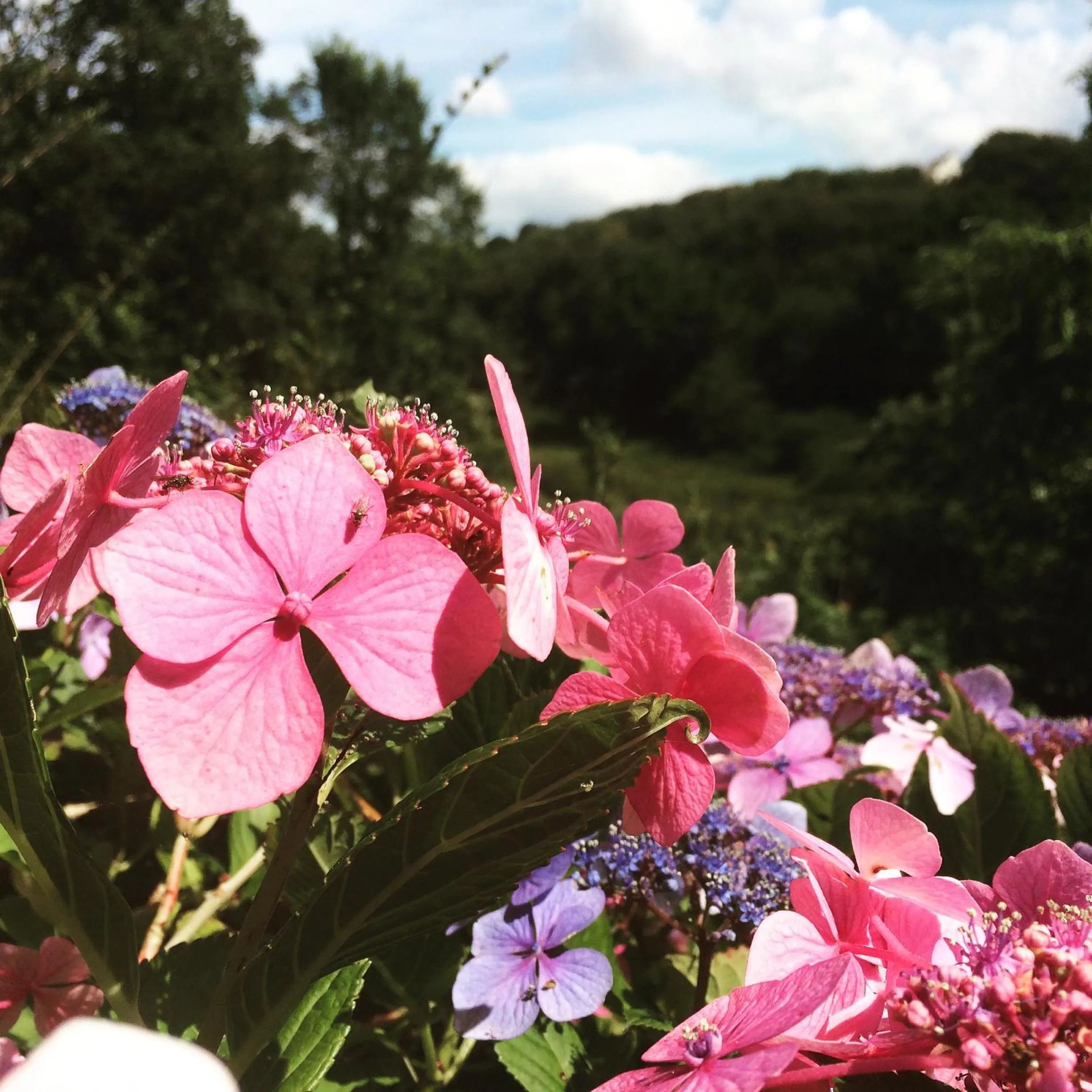 Garden view in Churchwood Valley