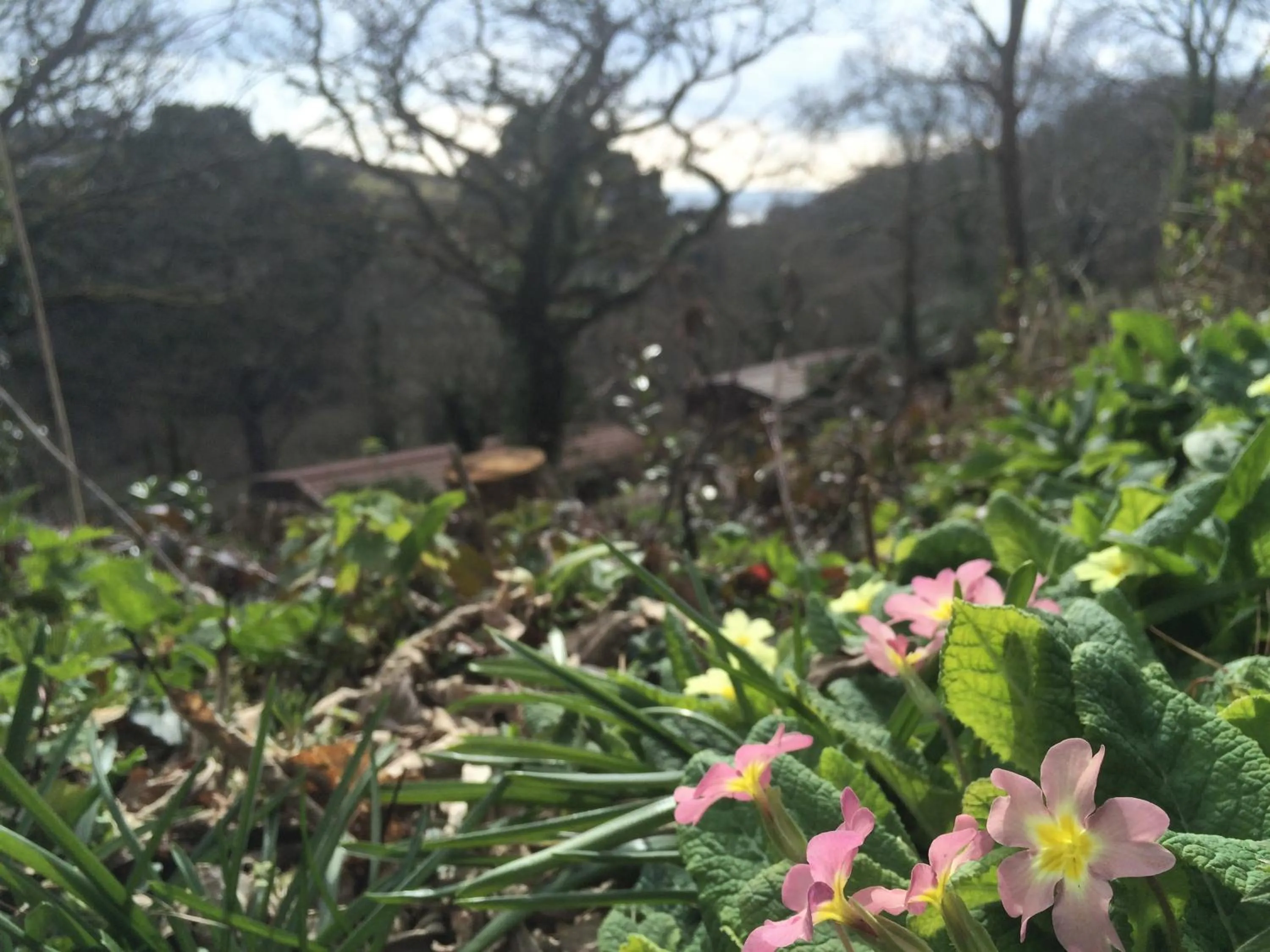 Garden view in Churchwood Valley