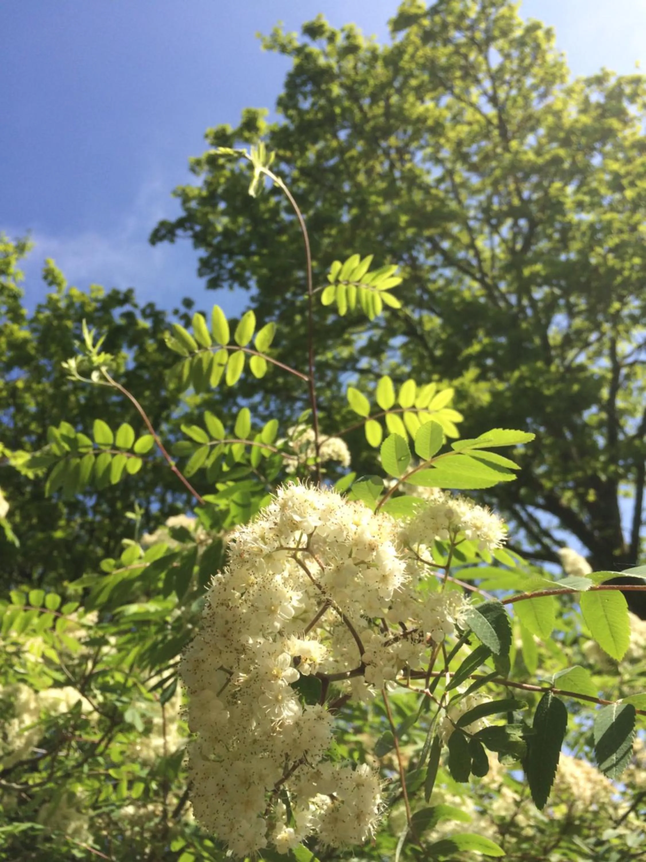Garden in Churchwood Valley