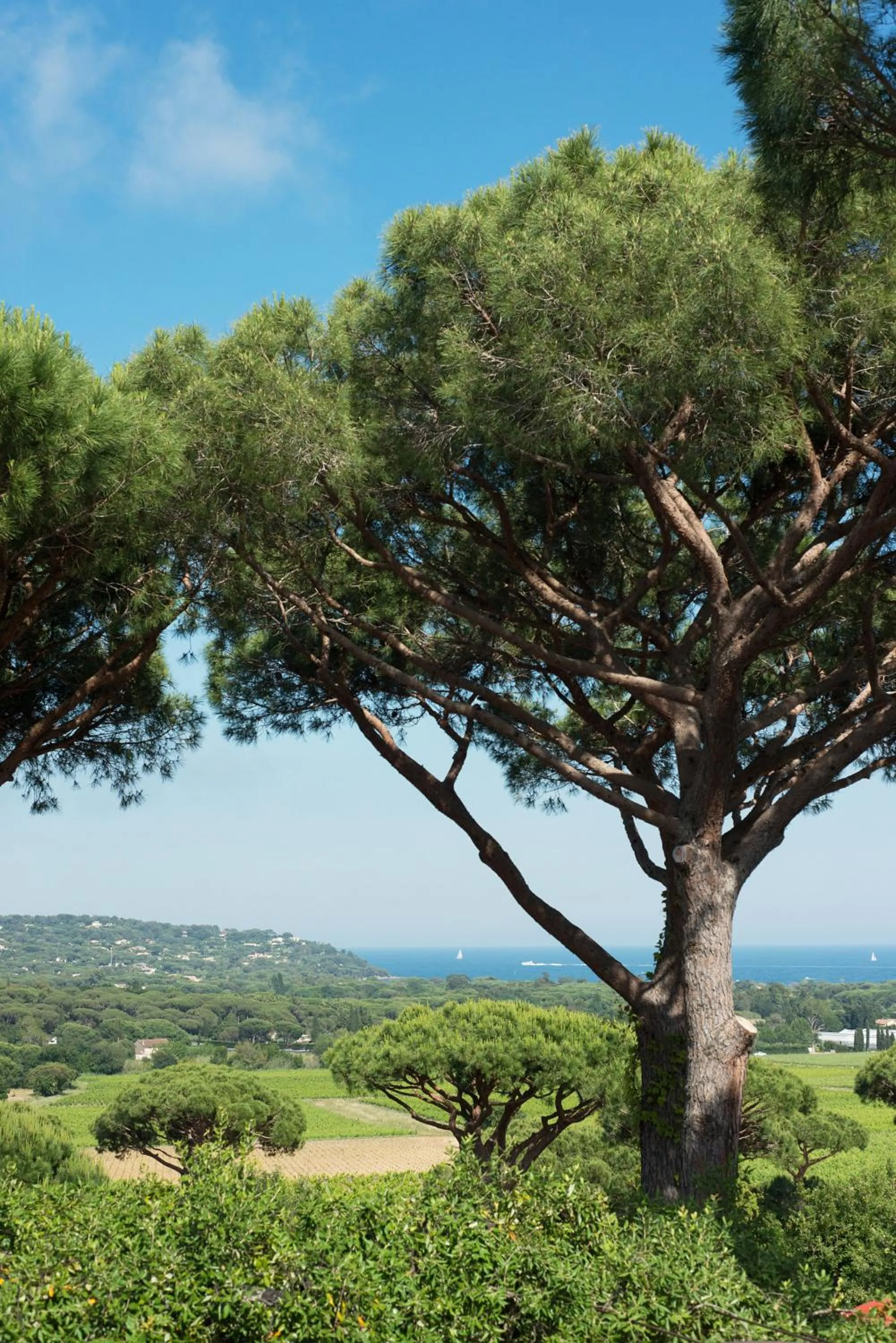 View (from property/room) in Hôtel Villa Marie Saint Tropez