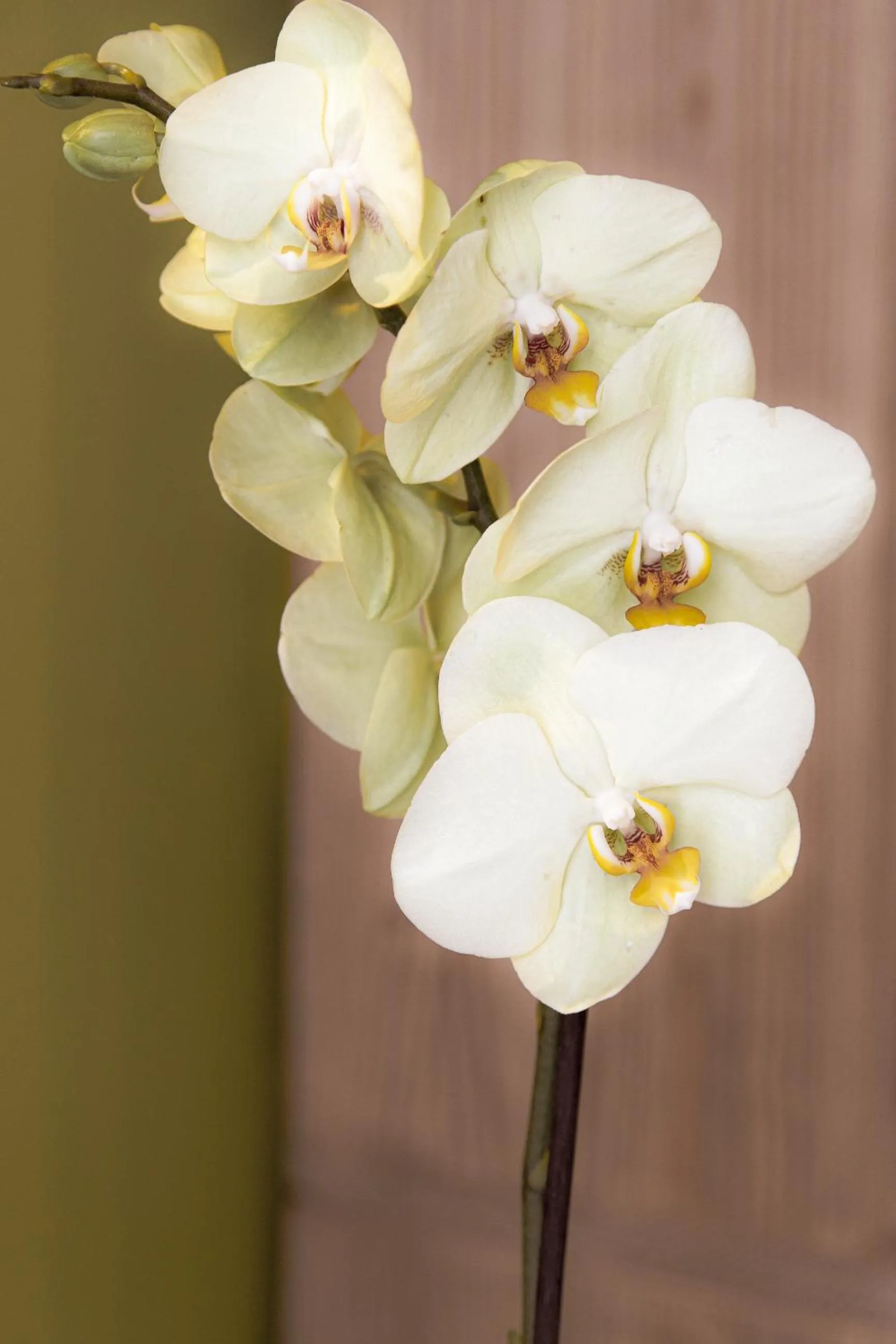 Decorative detail in il Palchetto B&B di Charme e Design