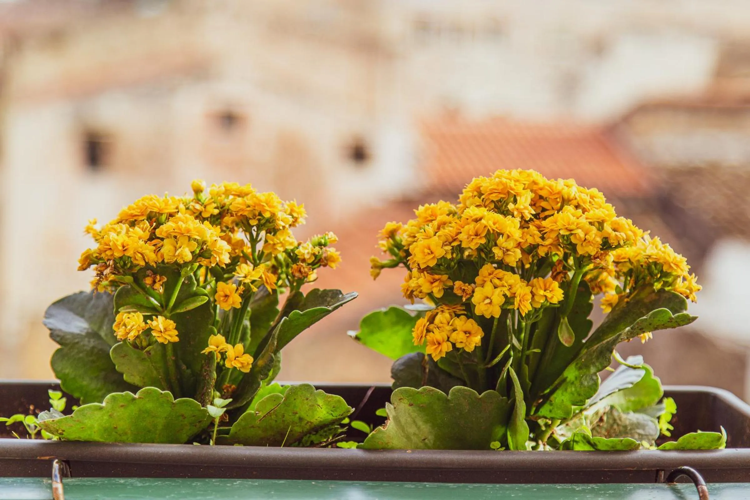 Balcony/Terrace in il Palchetto B&B di Charme e Design