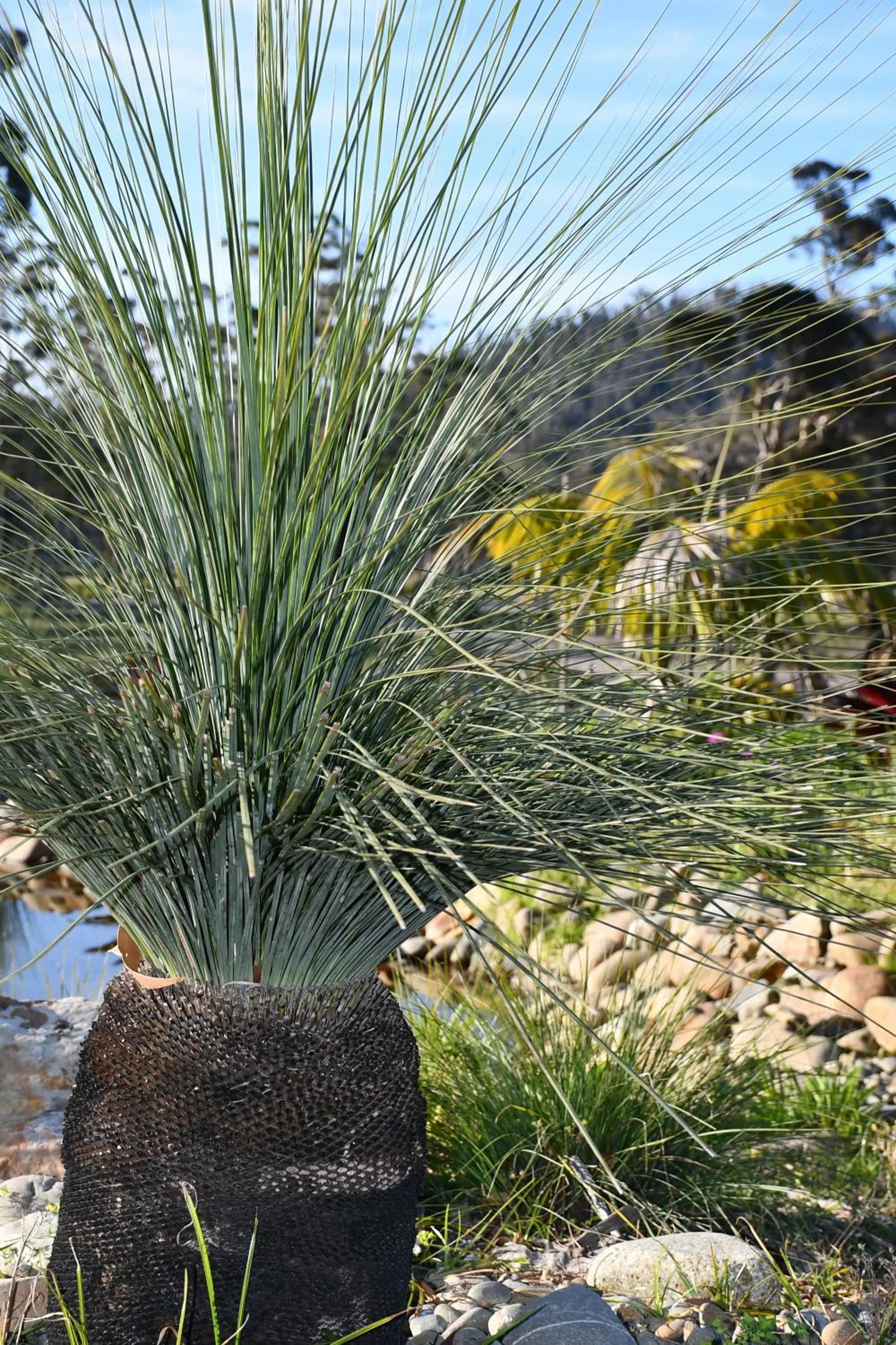 Garden in The Leaning Oak Holiday Lifestyles - Lake Conjola