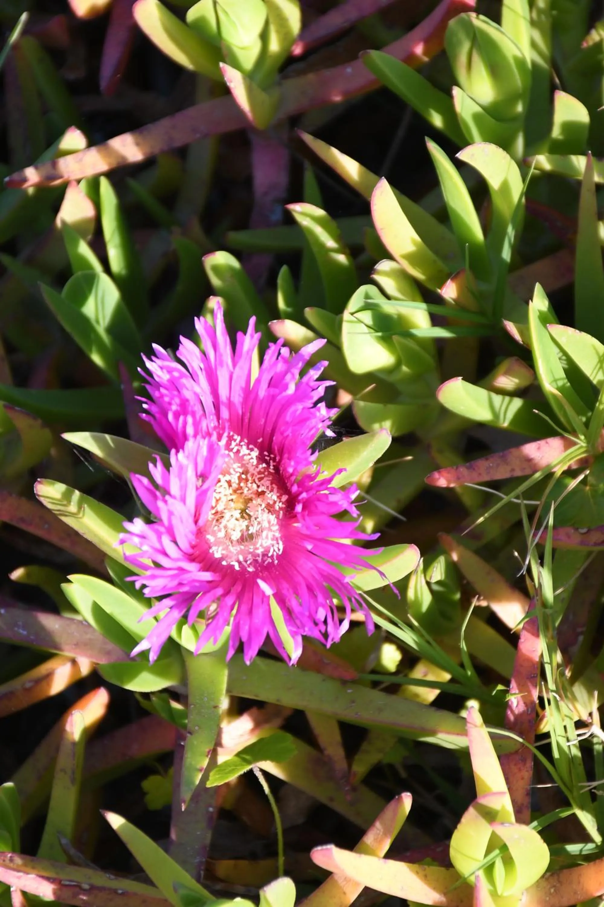Garden in The Leaning Oak Holiday Lifestyles - Lake Conjola