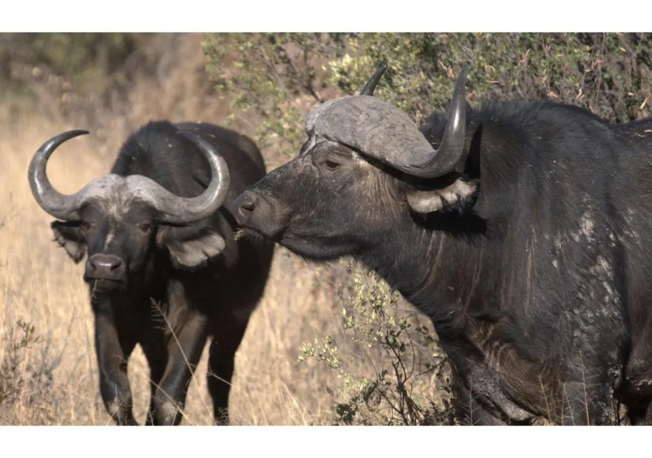 Animals in Mziki Safari Lodge
