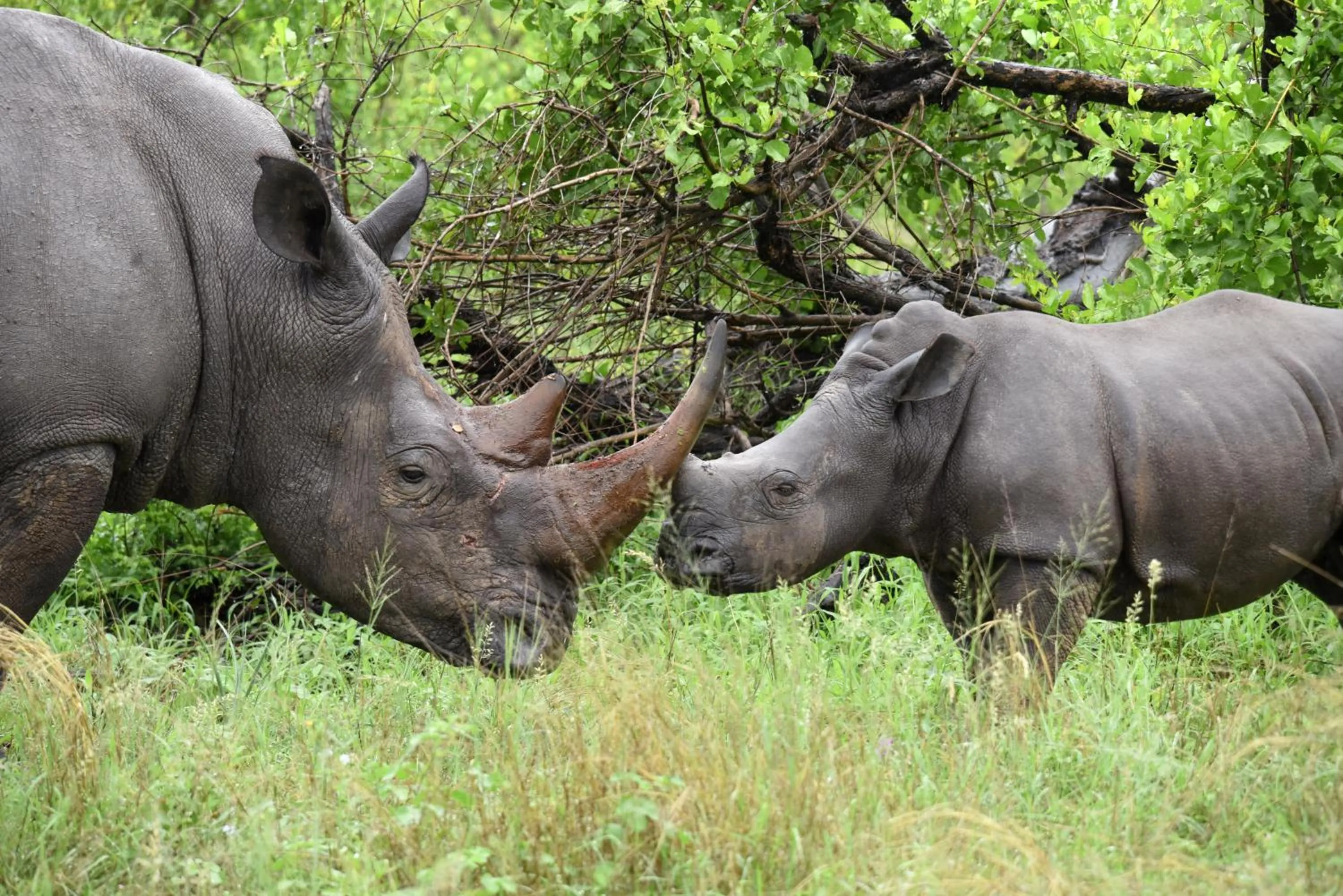 Animals in Mziki Safari Lodge