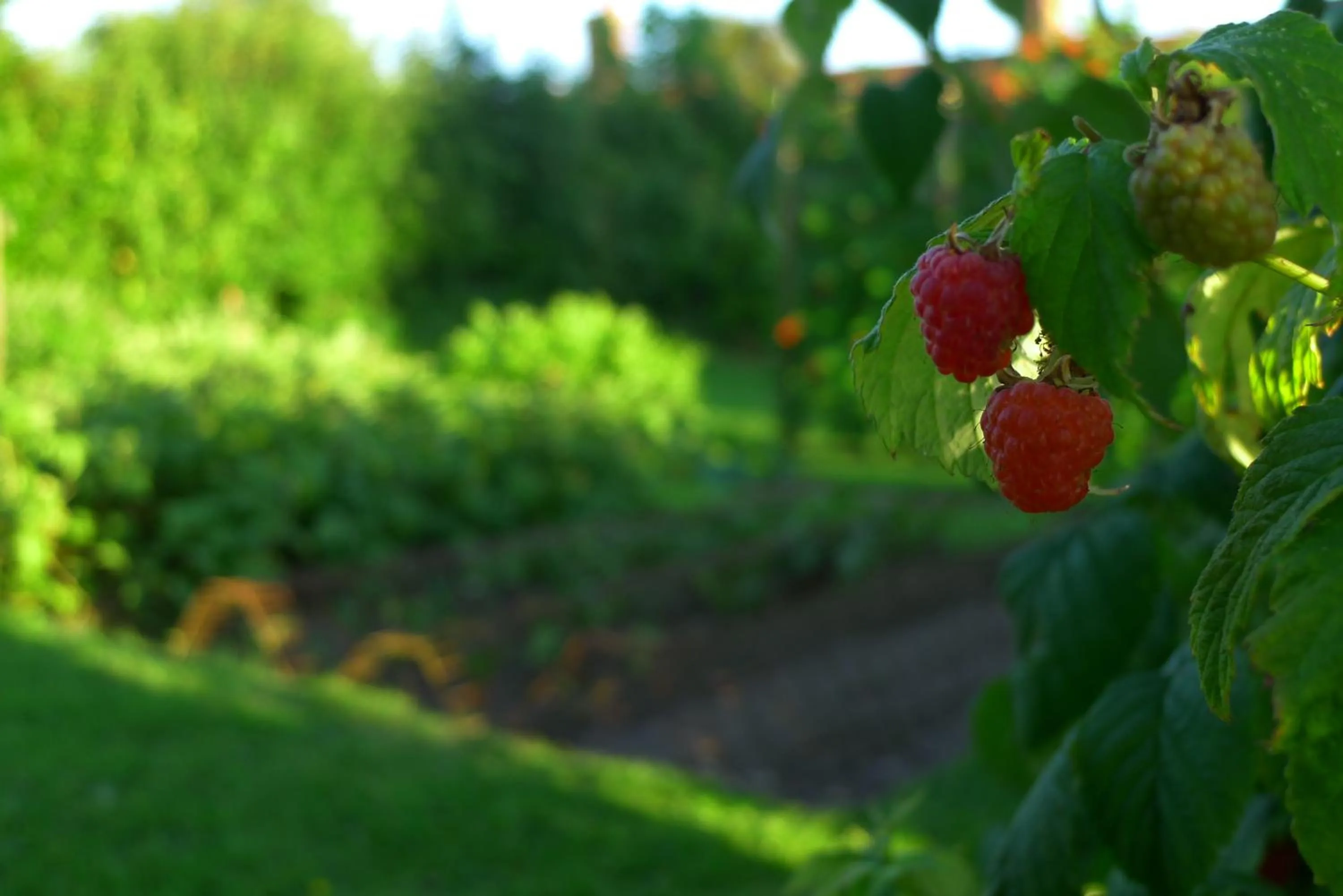Garden in Garwood House