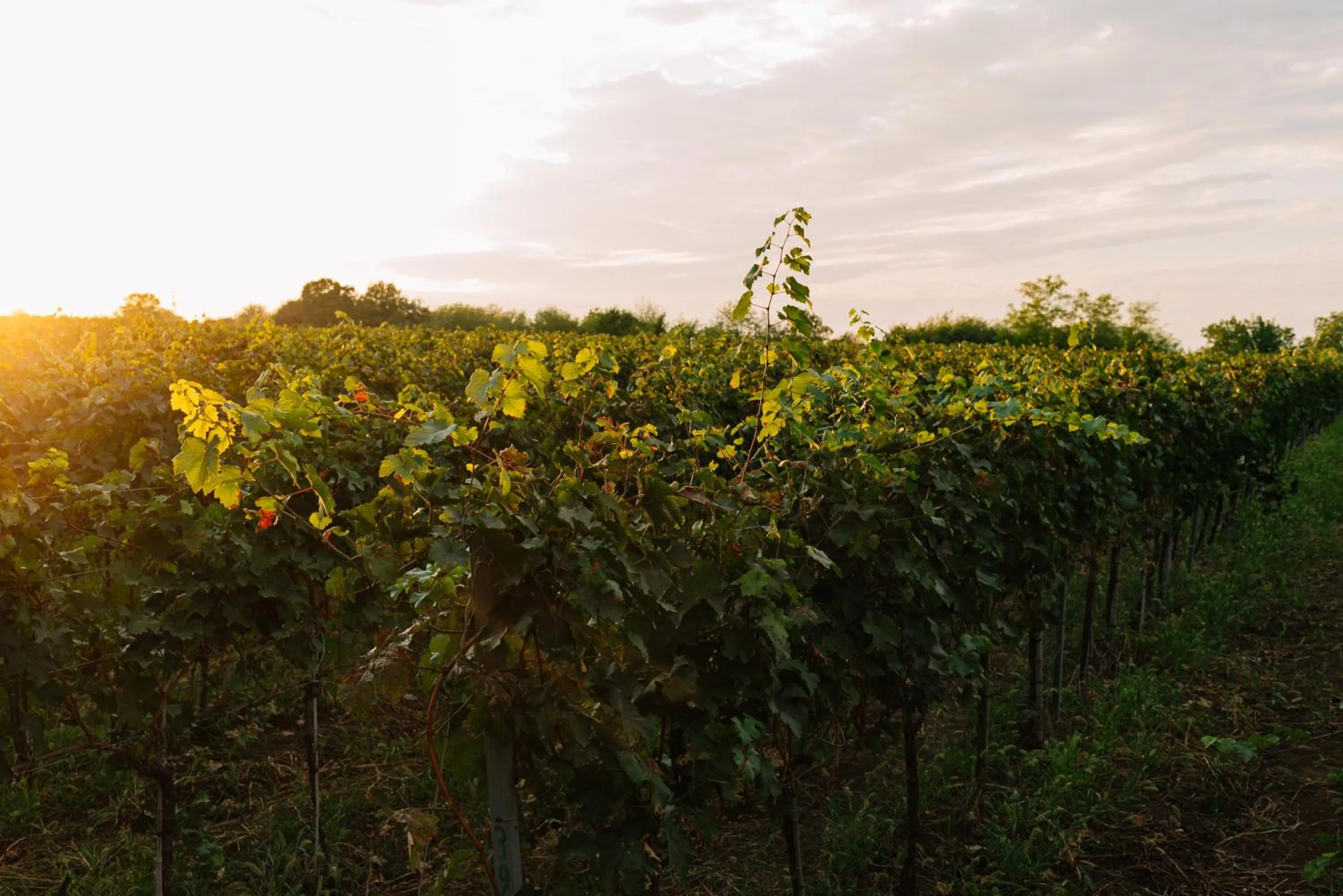 Natural landscape in Vazisubani Estate