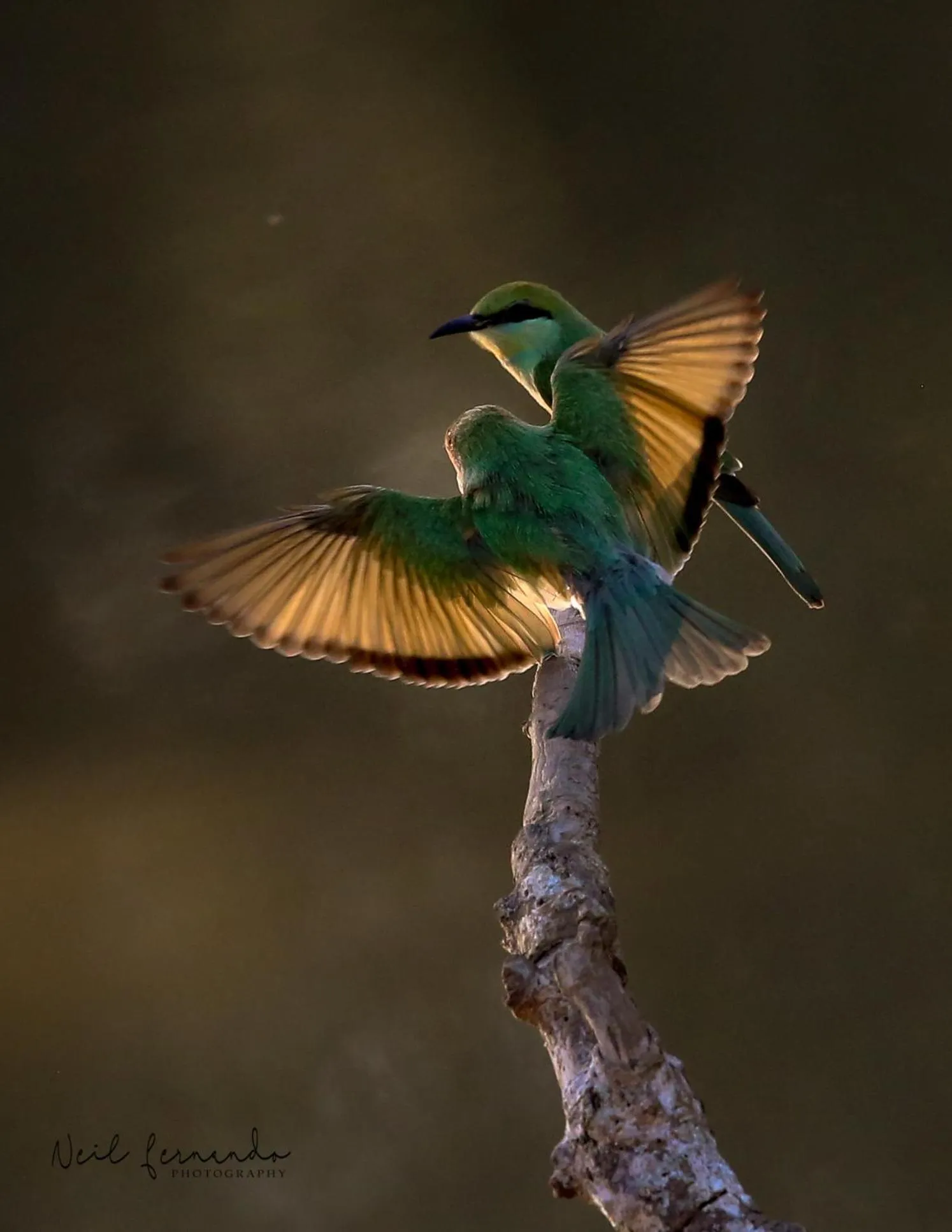 Location in Cloud Nine Lanka Resort Wilpattu