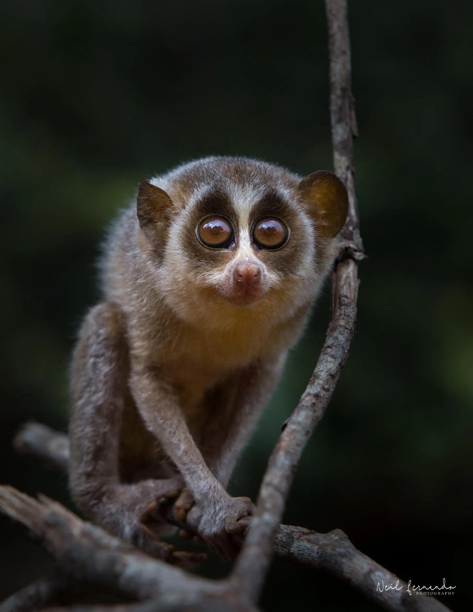 Garden in Cloud Nine Lanka Resort Wilpattu