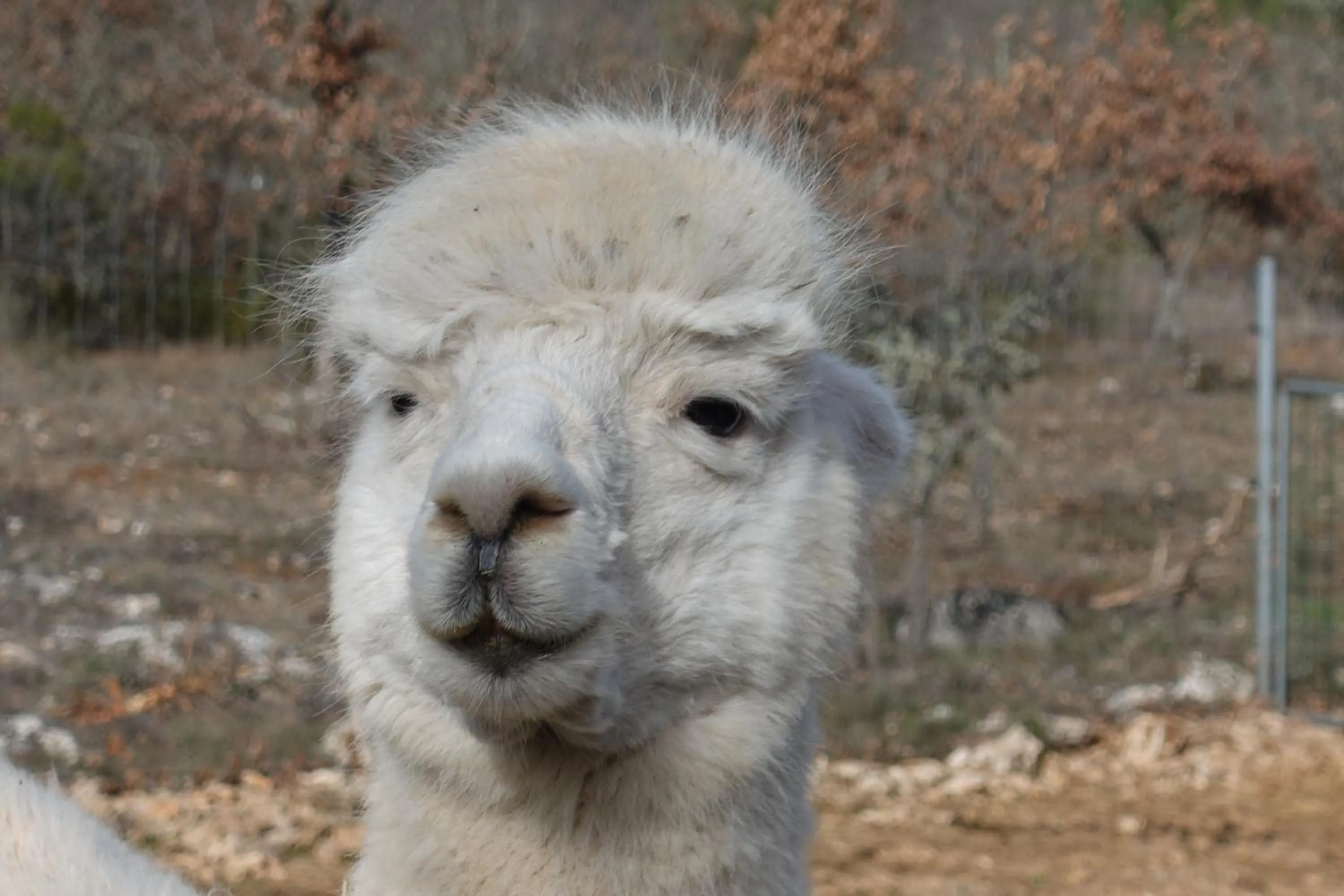 Animals in Auberge de la Fontaine