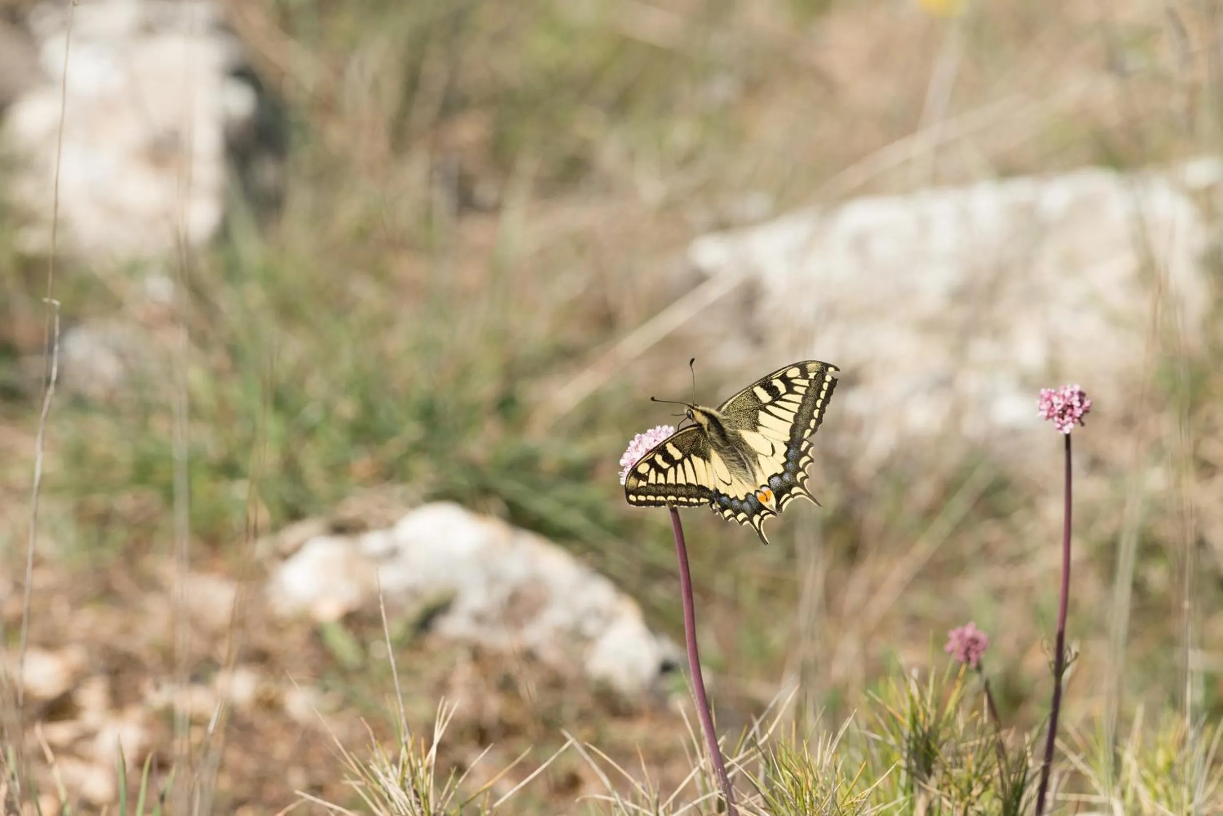 Spring in Auberge de la Fontaine