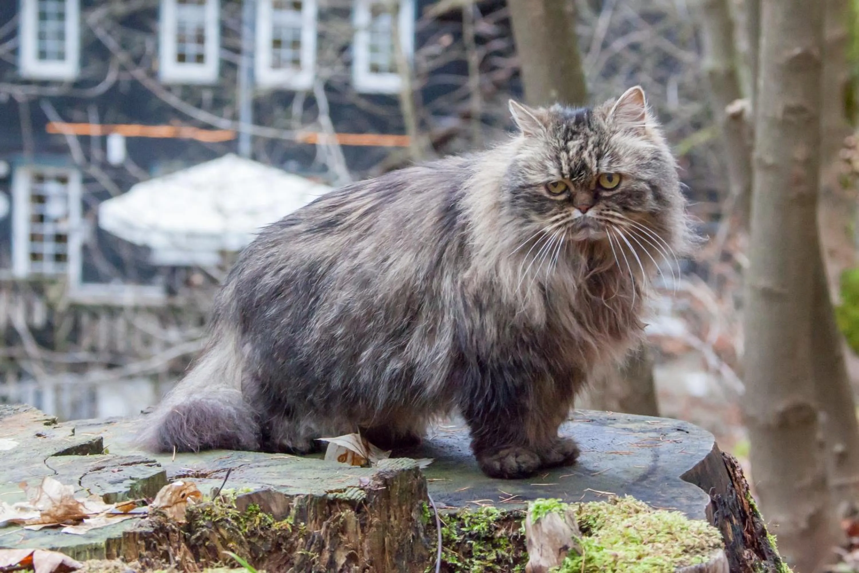 Animals in Waldhaus Wolfsbachmühle