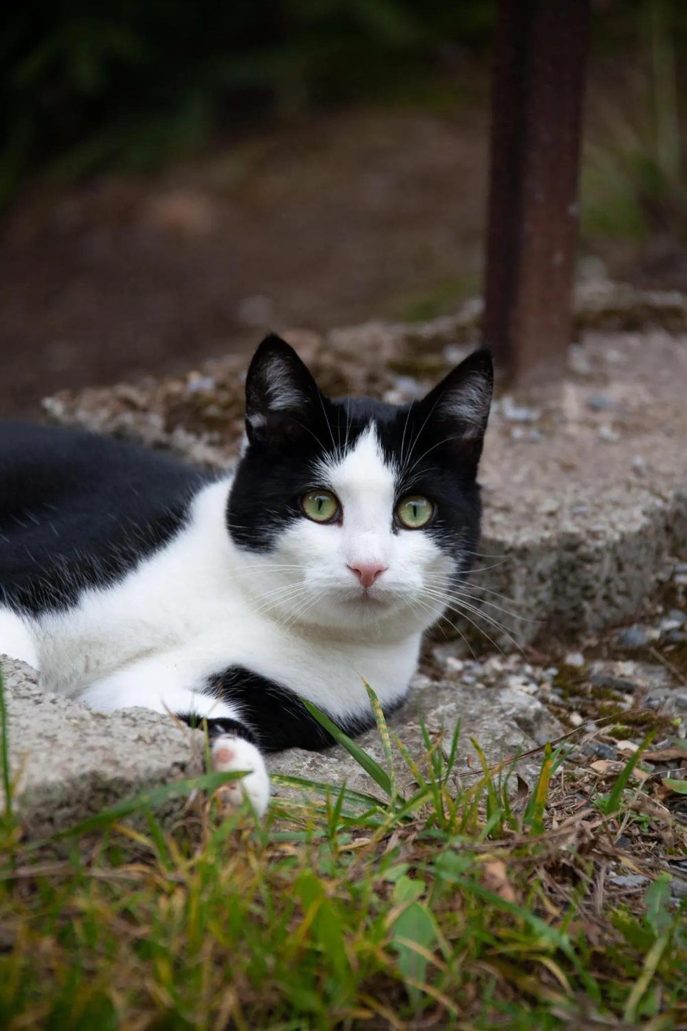 Pets in Waldhaus Wolfsbachmühle