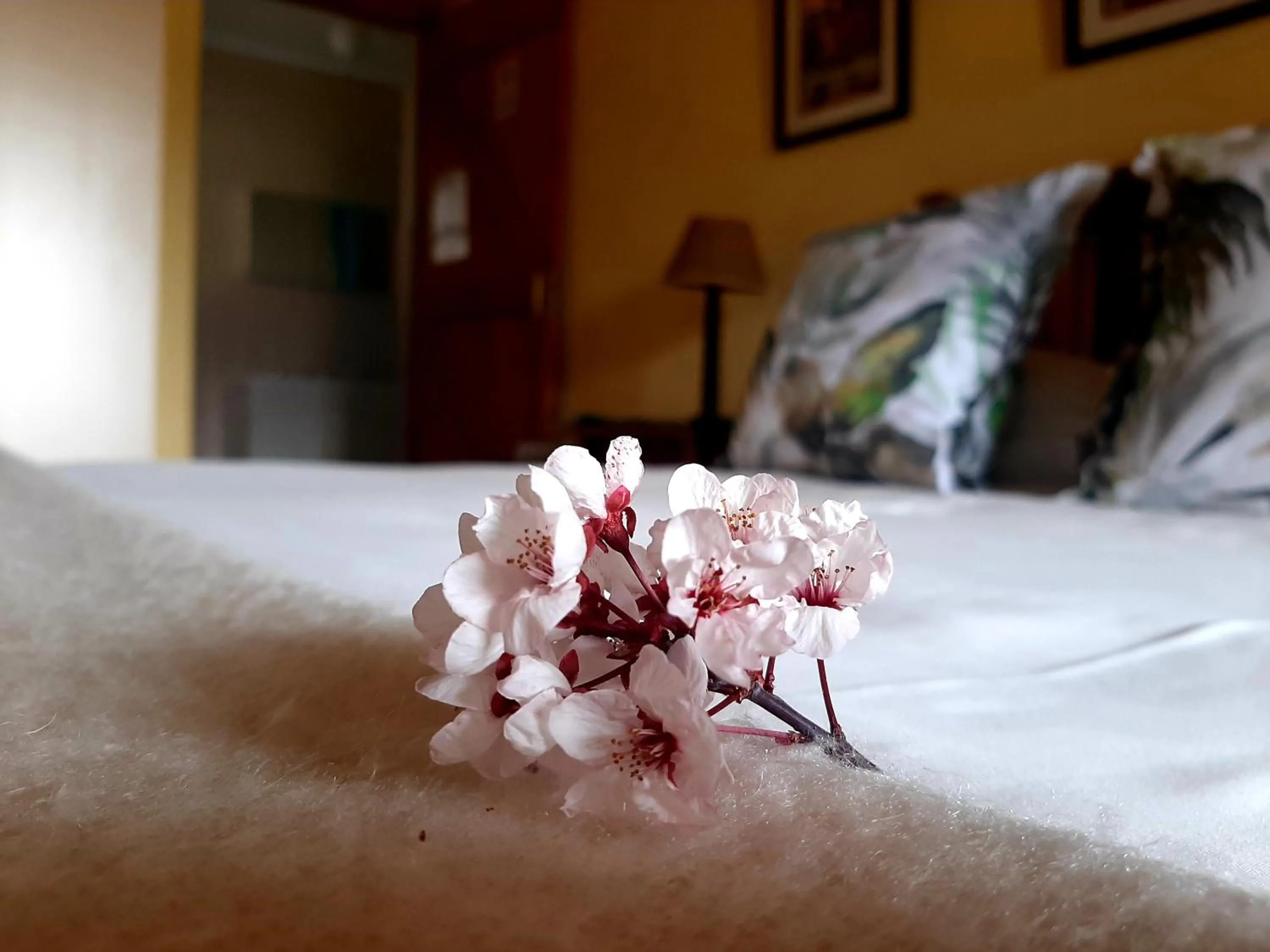 Property building, Bed in Over The Mountain Guest Farm