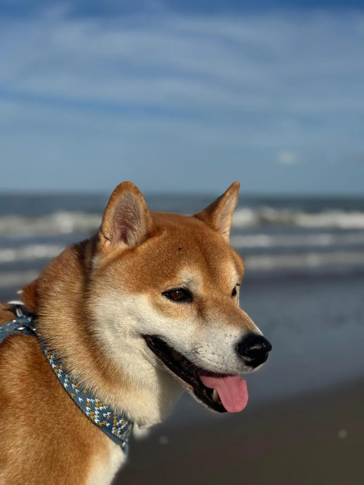 Animals in G House Rimini Spiaggia