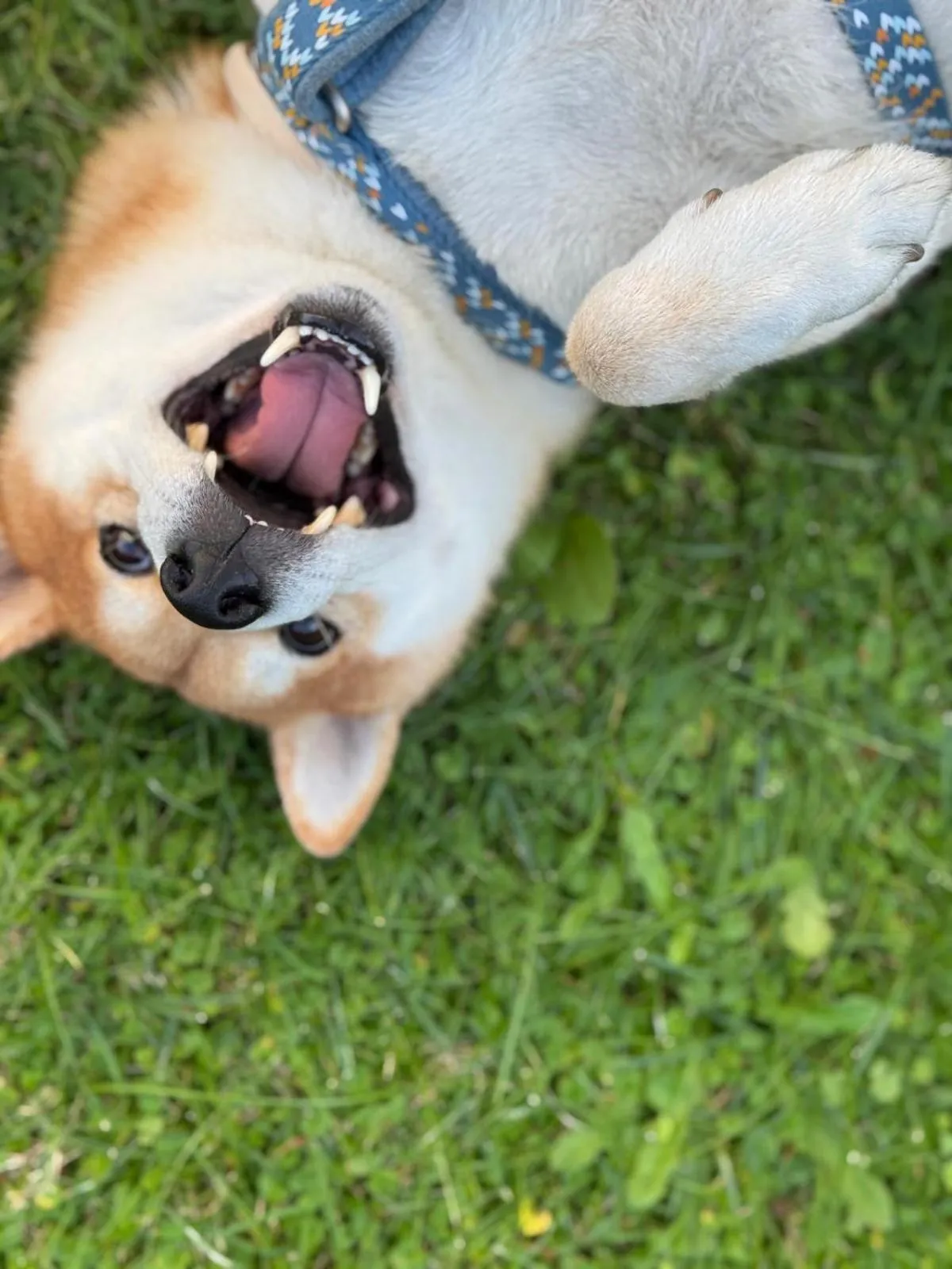 Animals in G House Rimini Spiaggia