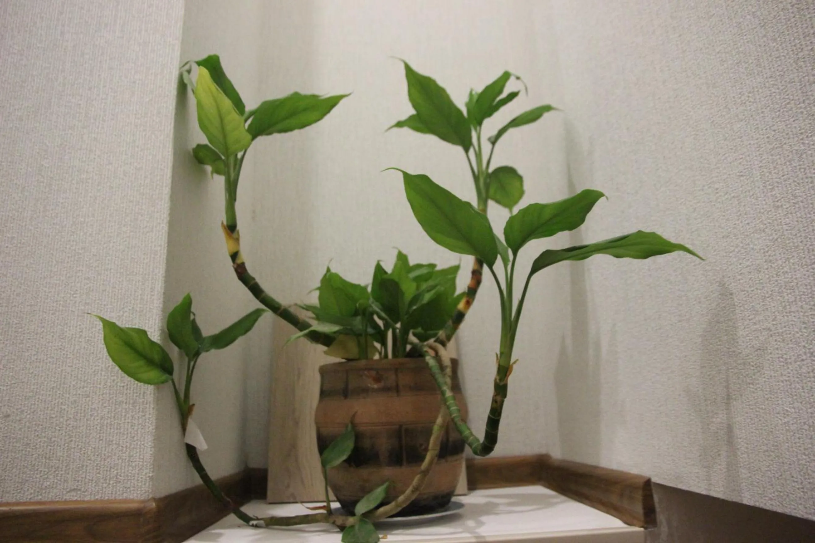 Decorative detail in City Heart Hotel