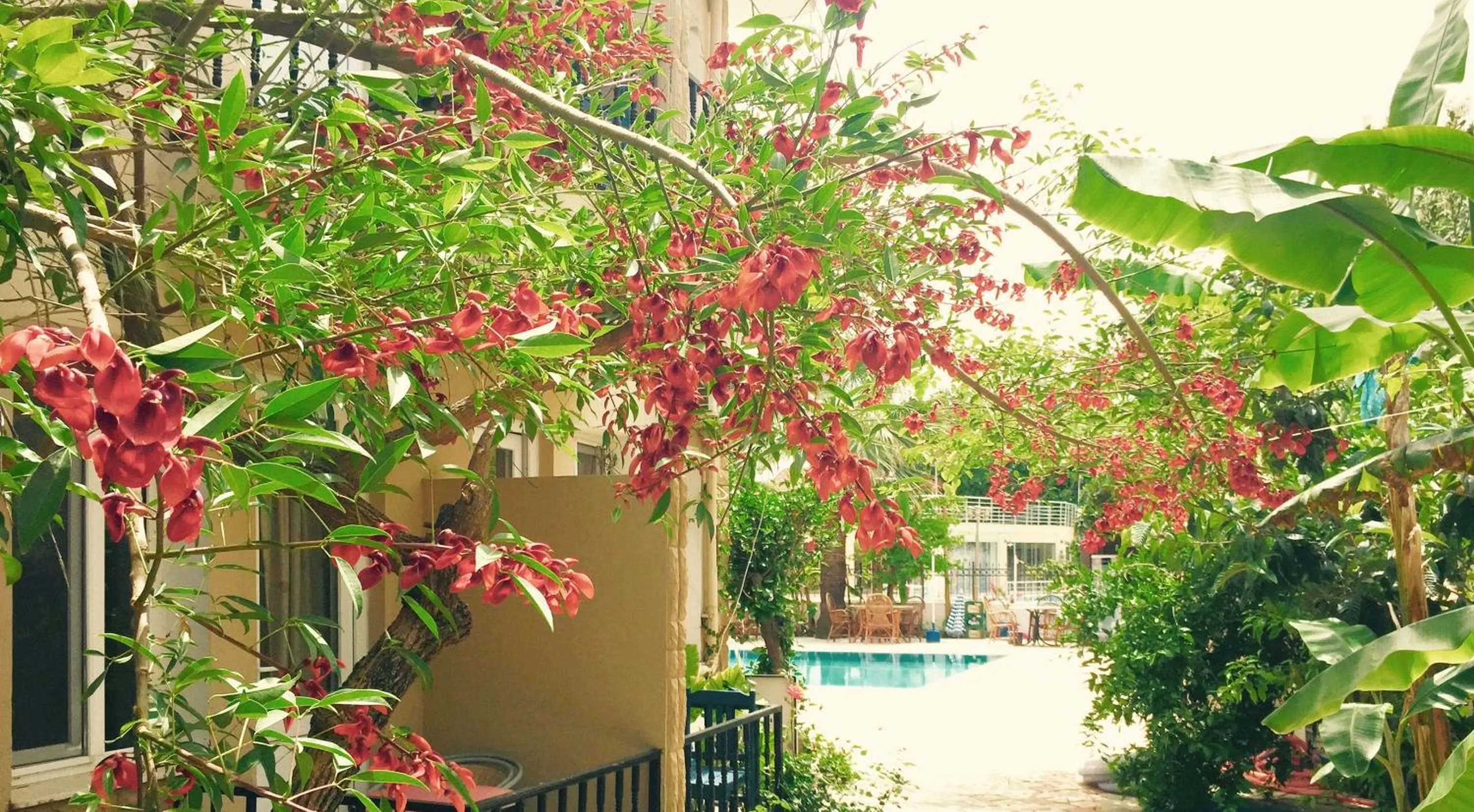 Garden in Dove Apart Hotel