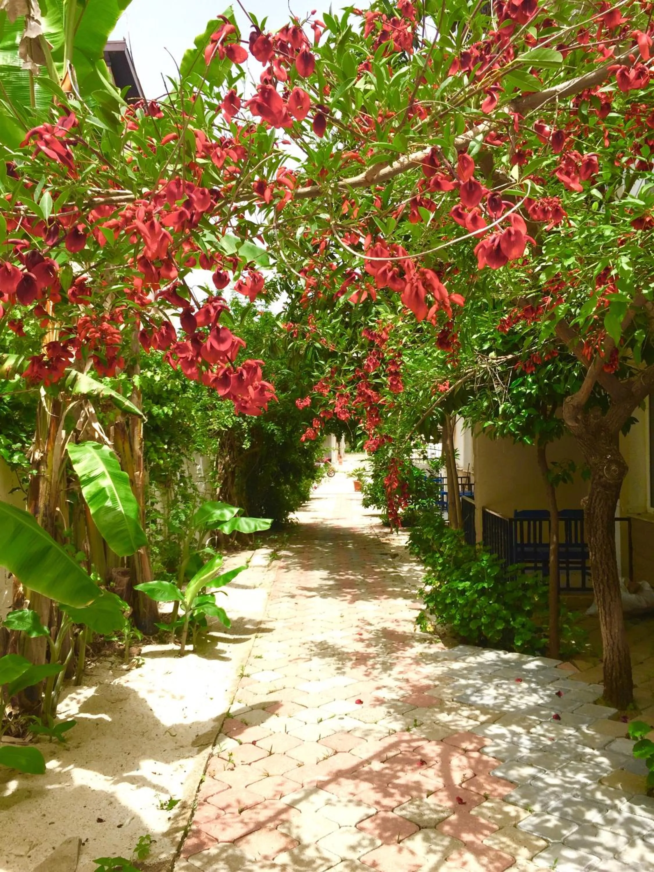 Garden in Dove Apart Hotel